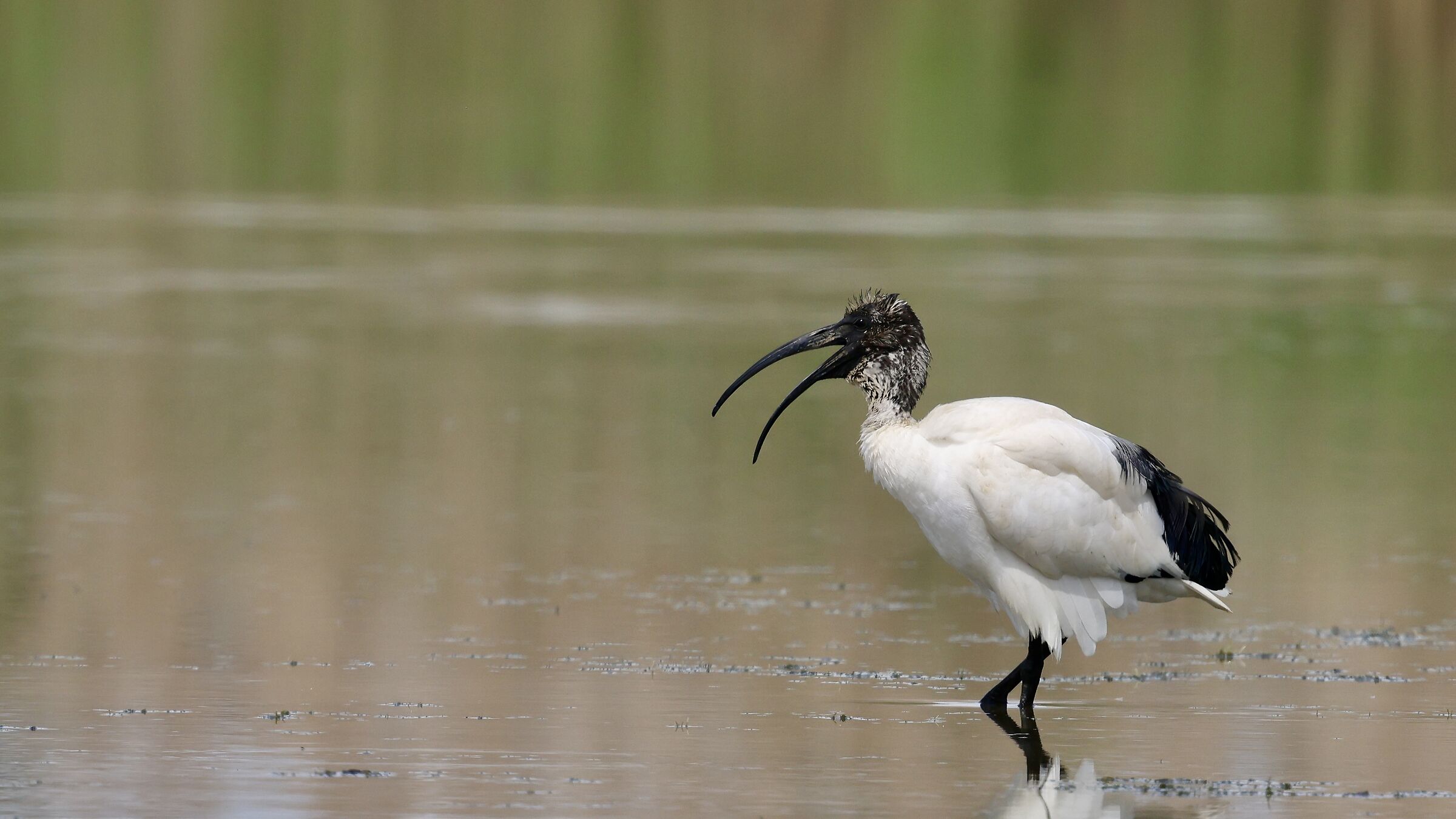 Disheveled ibis