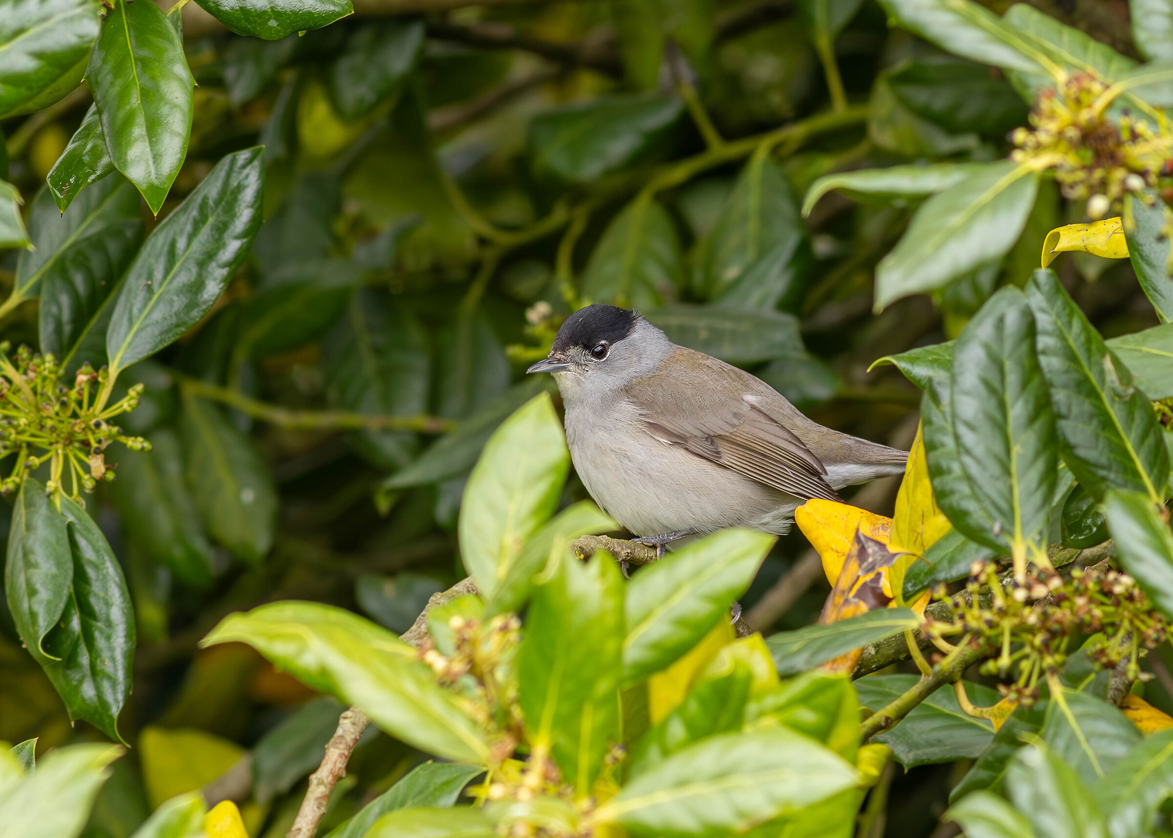 Blackcap