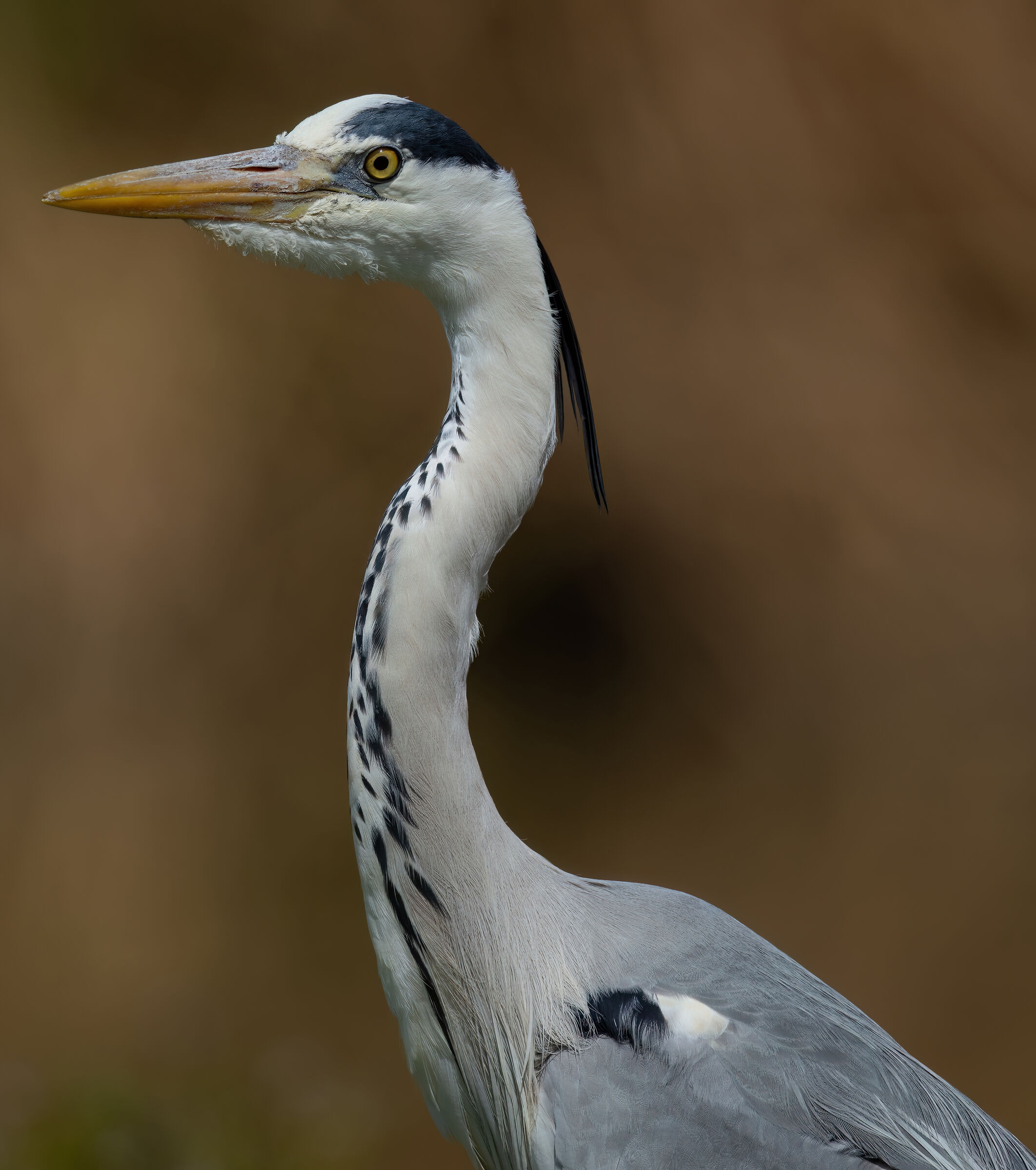 Heron