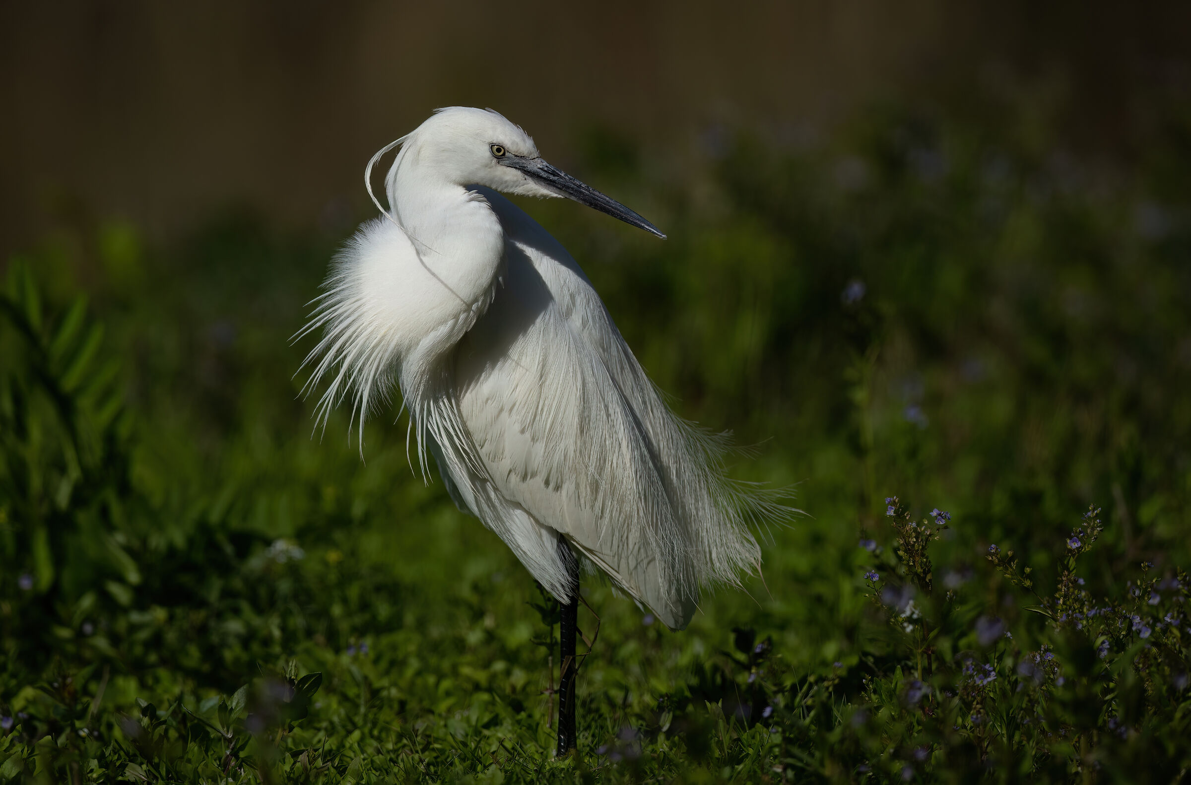 Egret