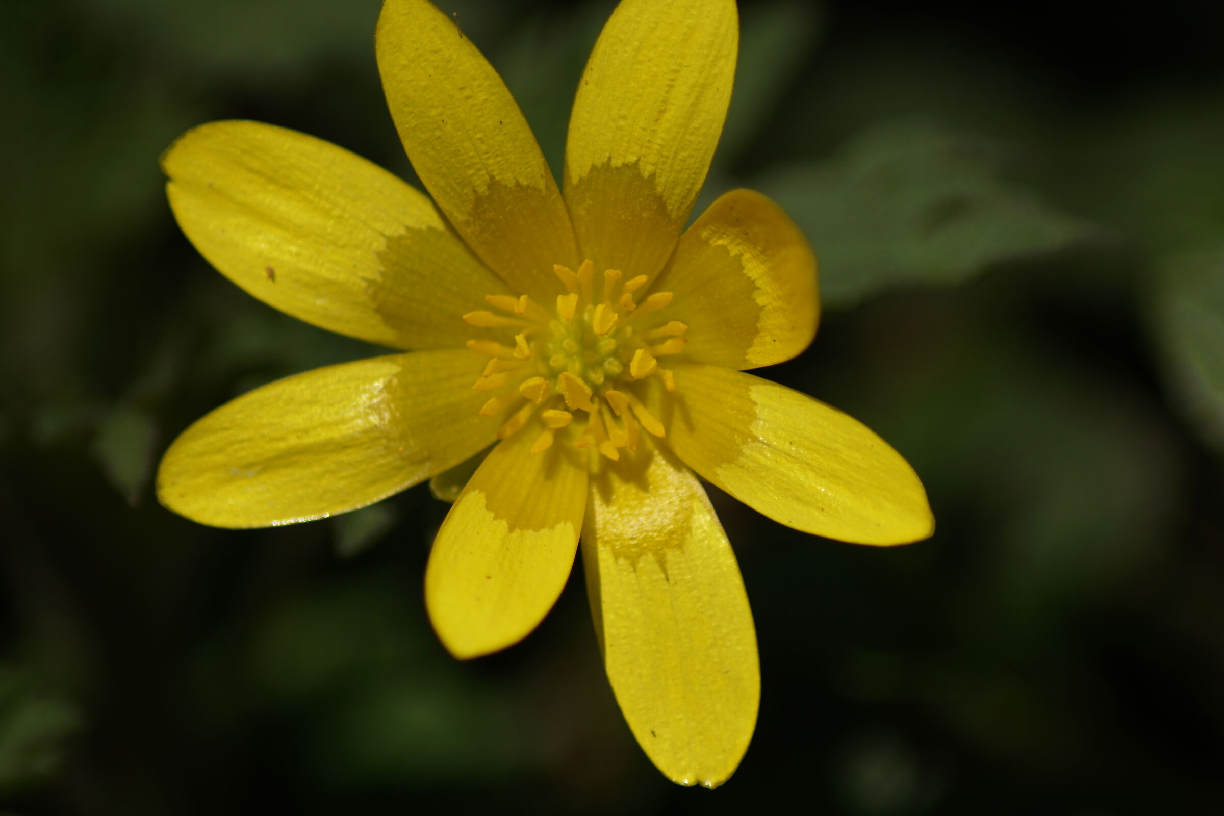 fiori