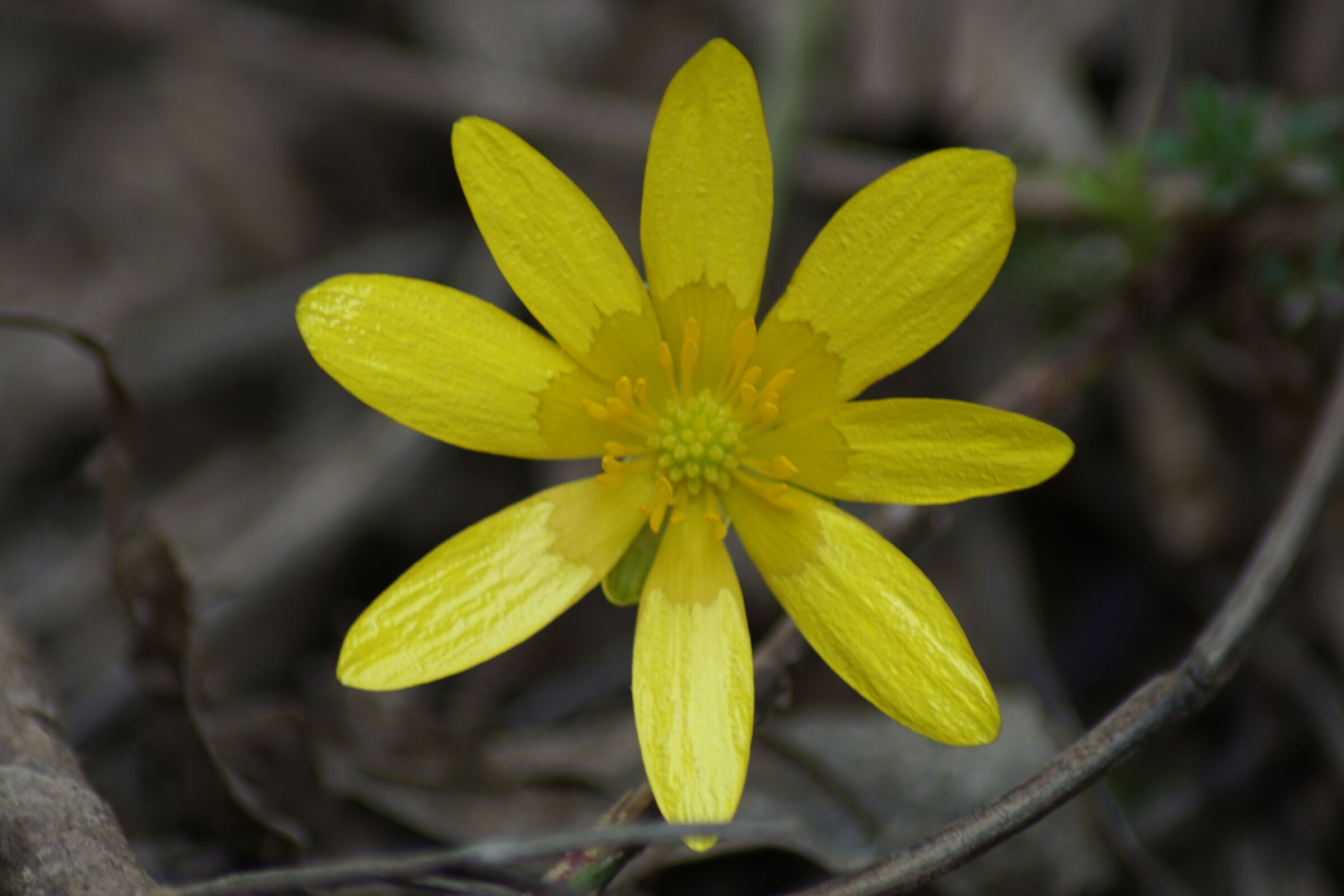 fiori