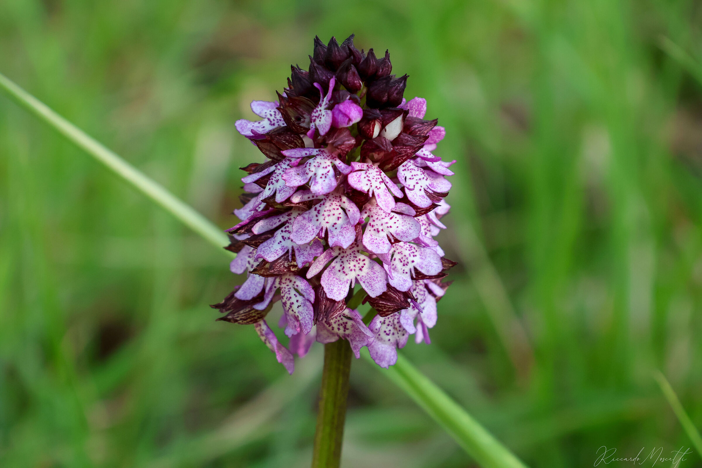 Orchis purpurea