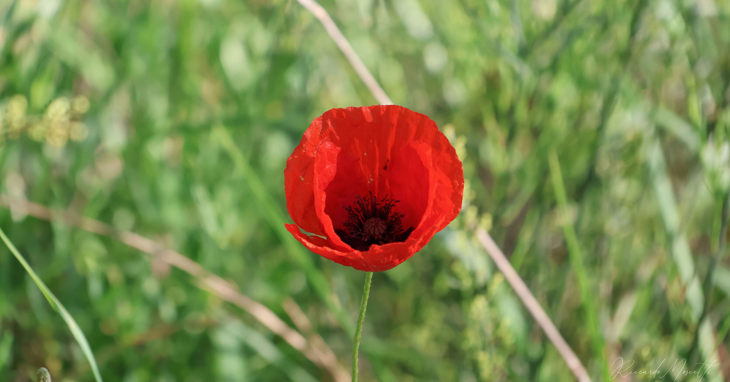 Papaver