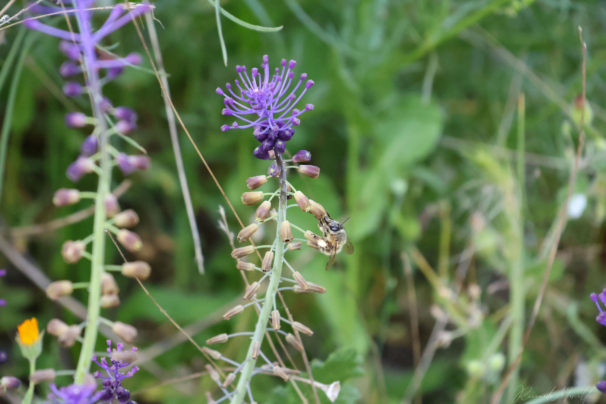 Muscari Comosum