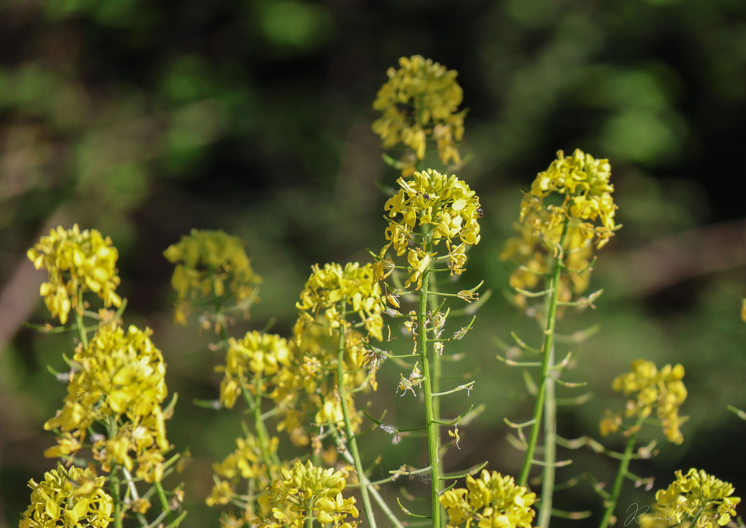 Barbarea vulgaris
