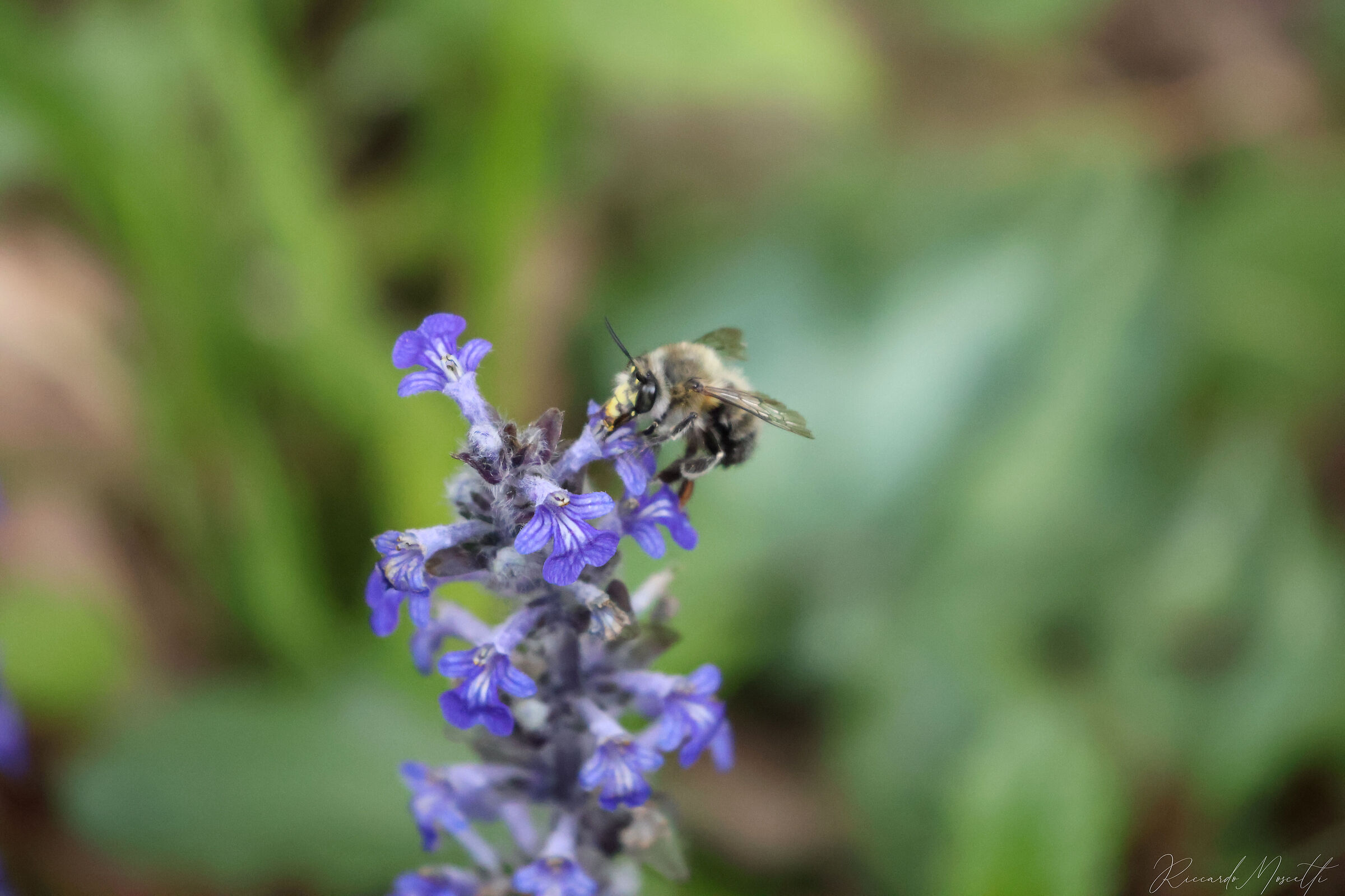 Ajuga genevensis