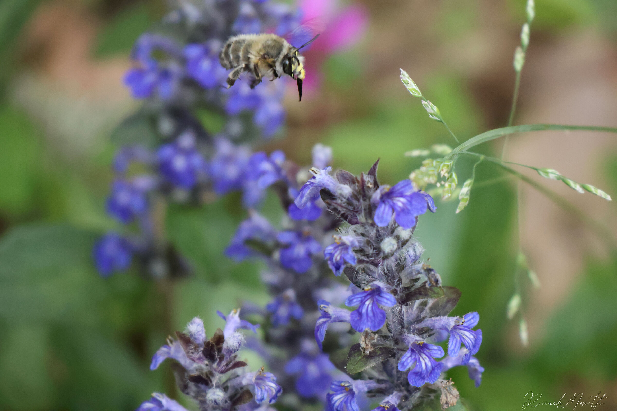 Ajuga genevensis