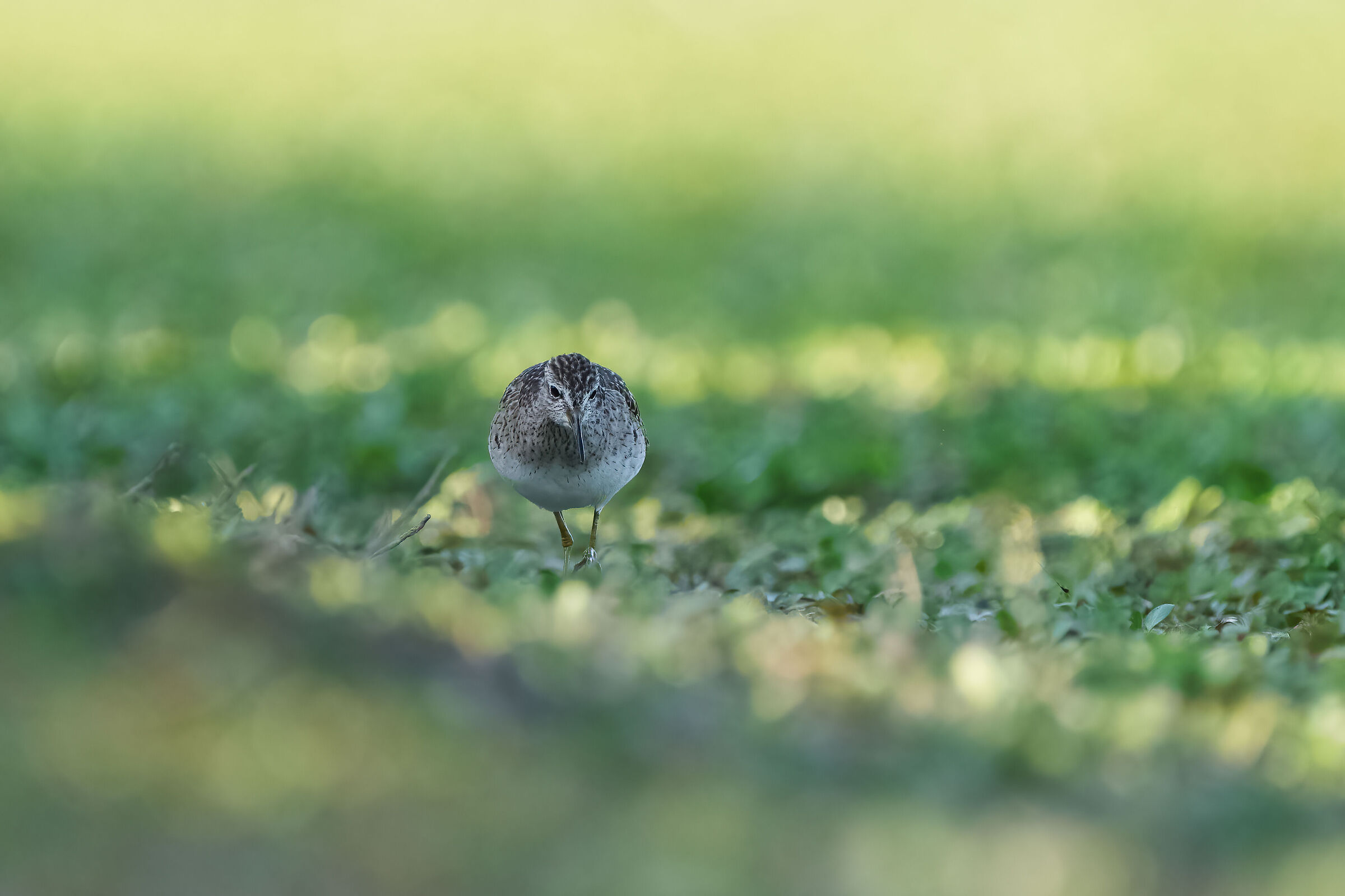 Piro piro boschereccio (Tringa glareola)