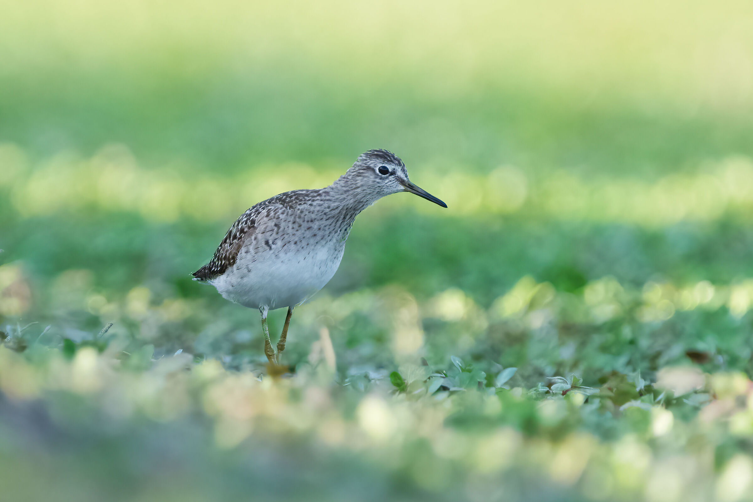 Piro piro boschereccio (Tringa glareola)