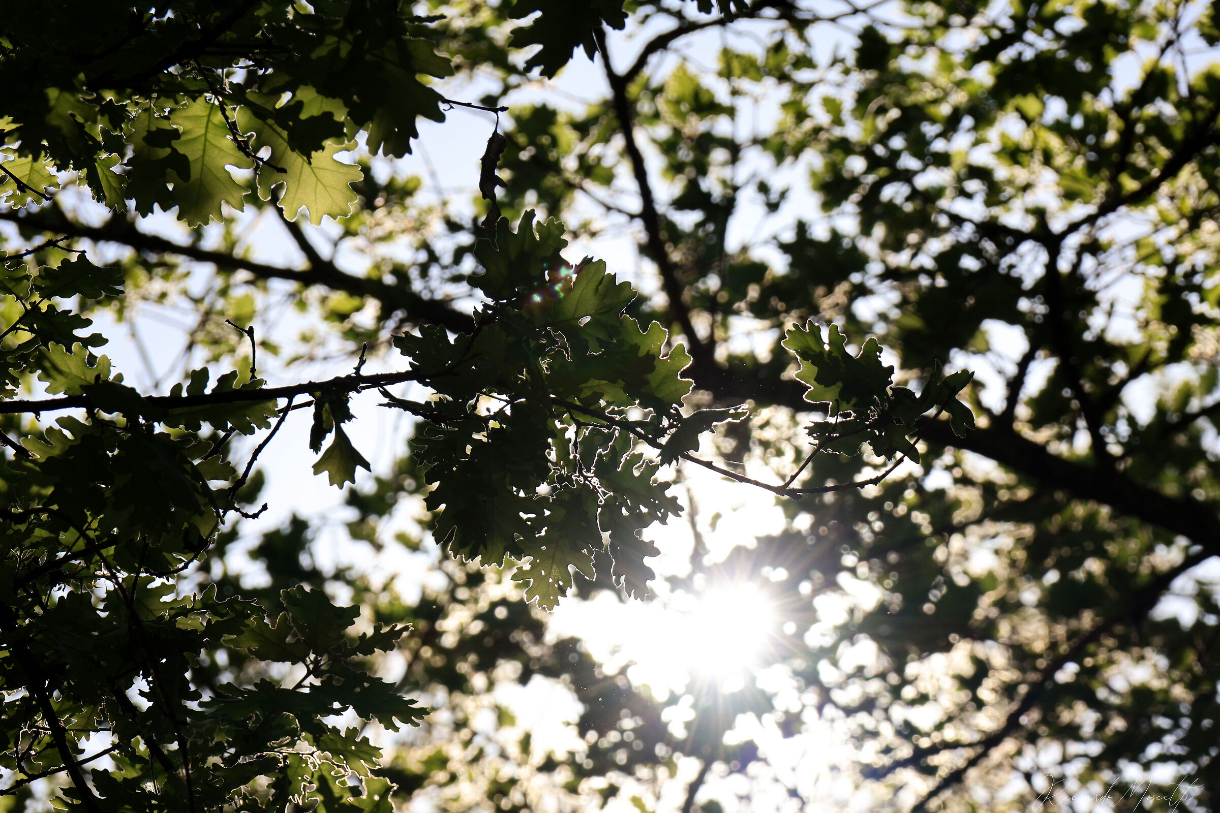 Quercus robur