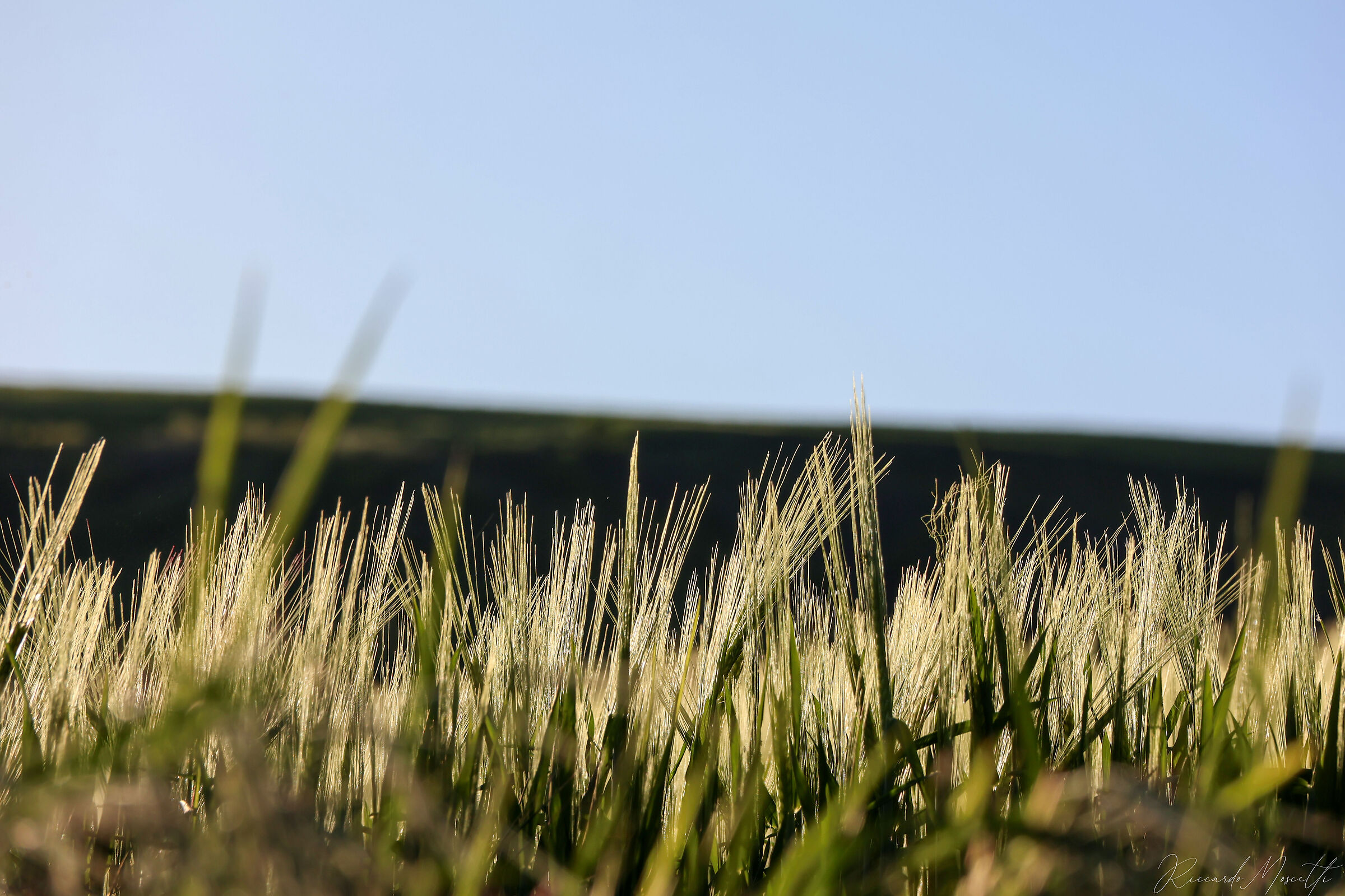 Hordeum vulgare L - Barley