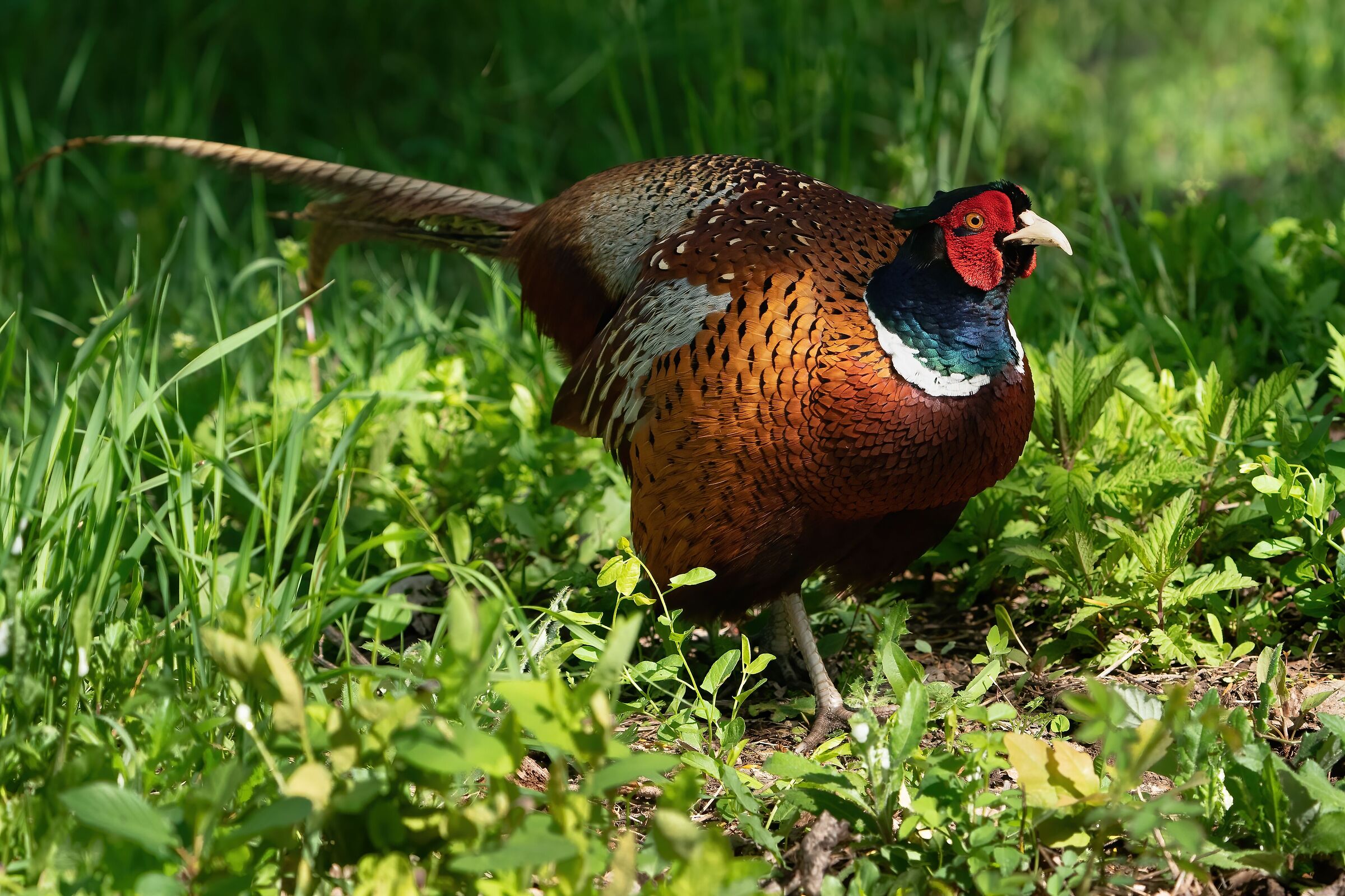 Pheasant