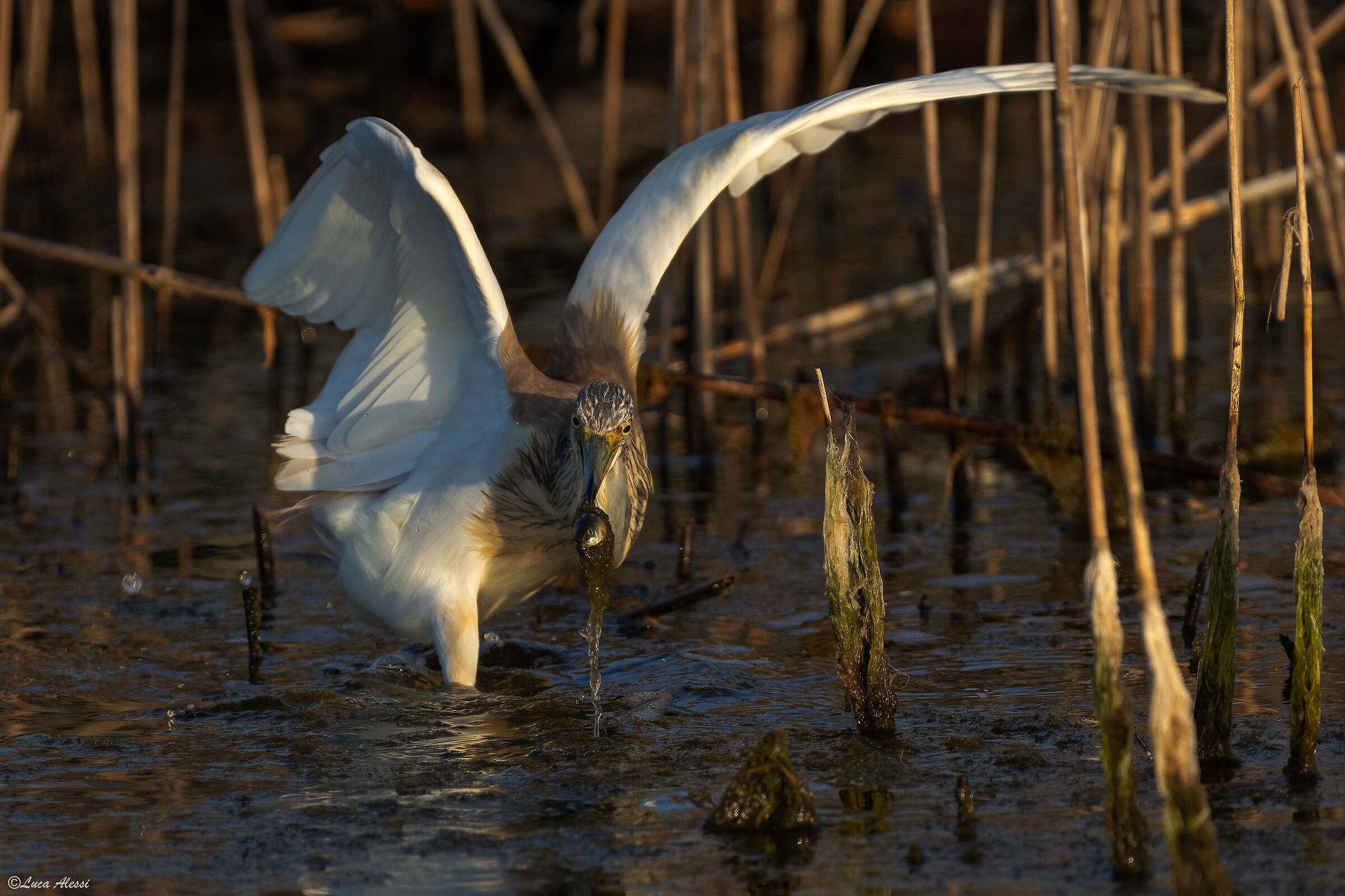 Bittern with prey
