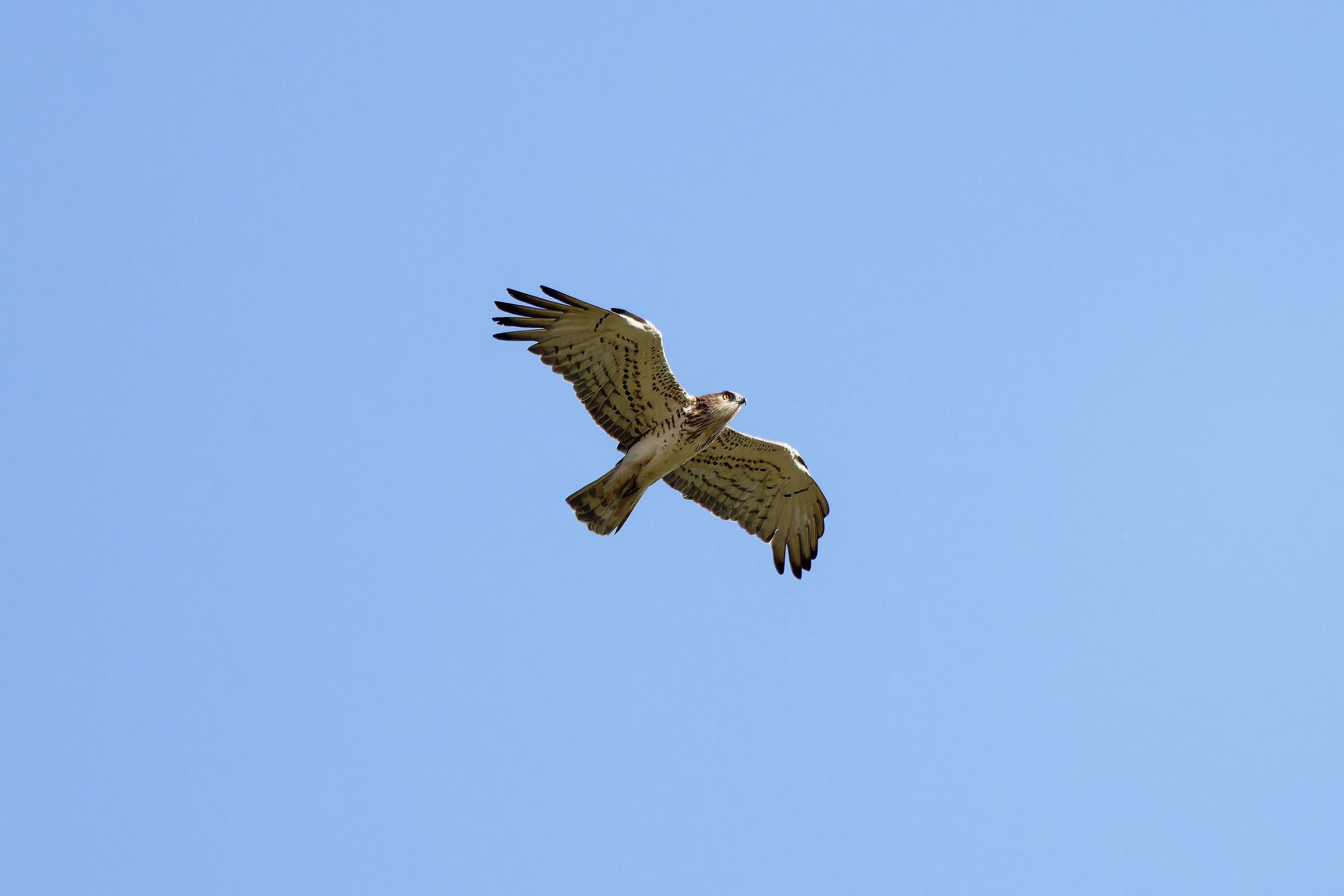 Harrier eagle