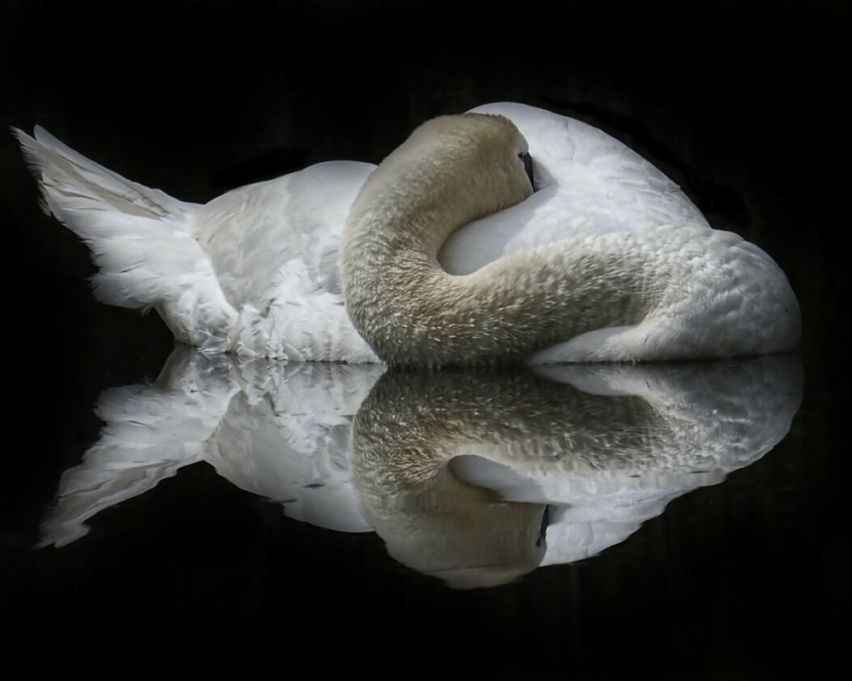 Mute Swan
