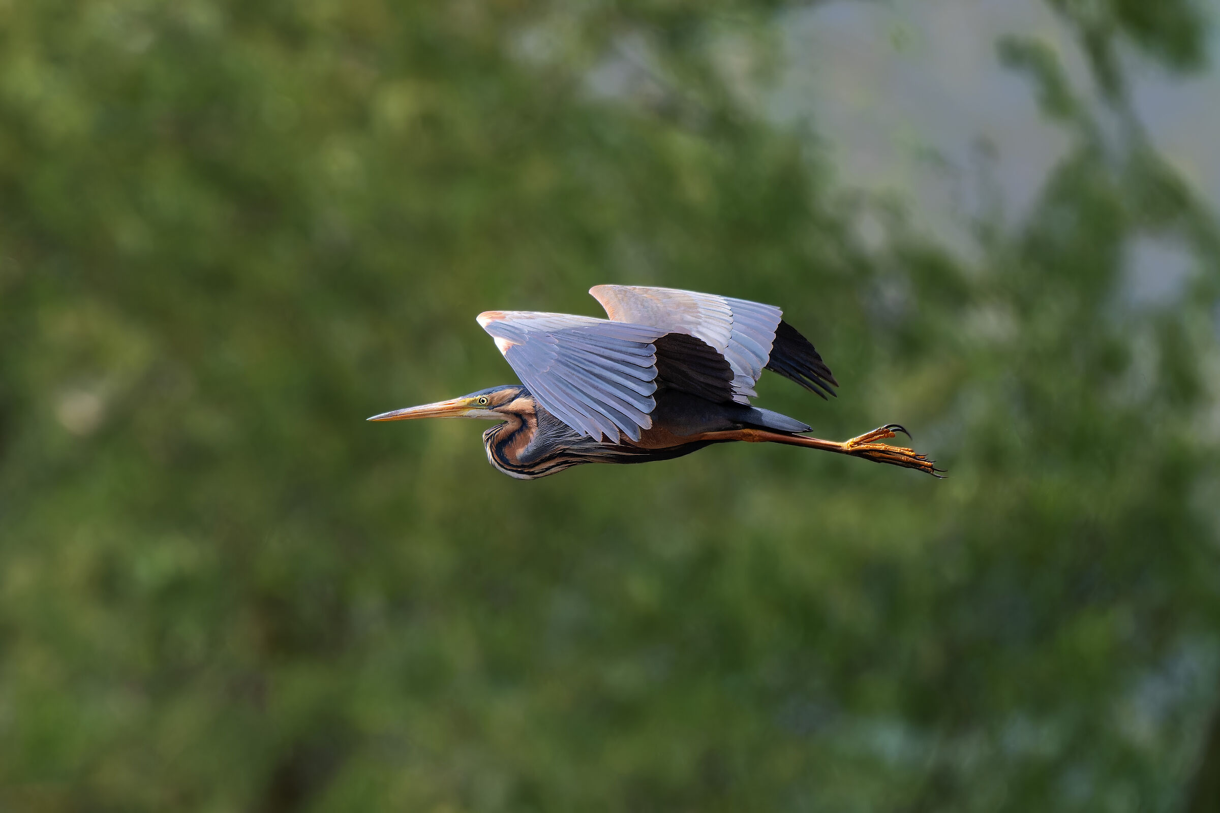 Purple heron