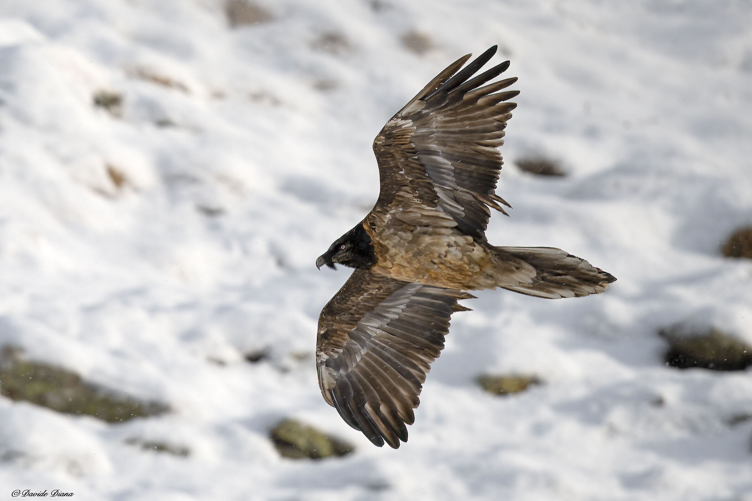 Gypaetus barbatus - Gran Paradiso National Park