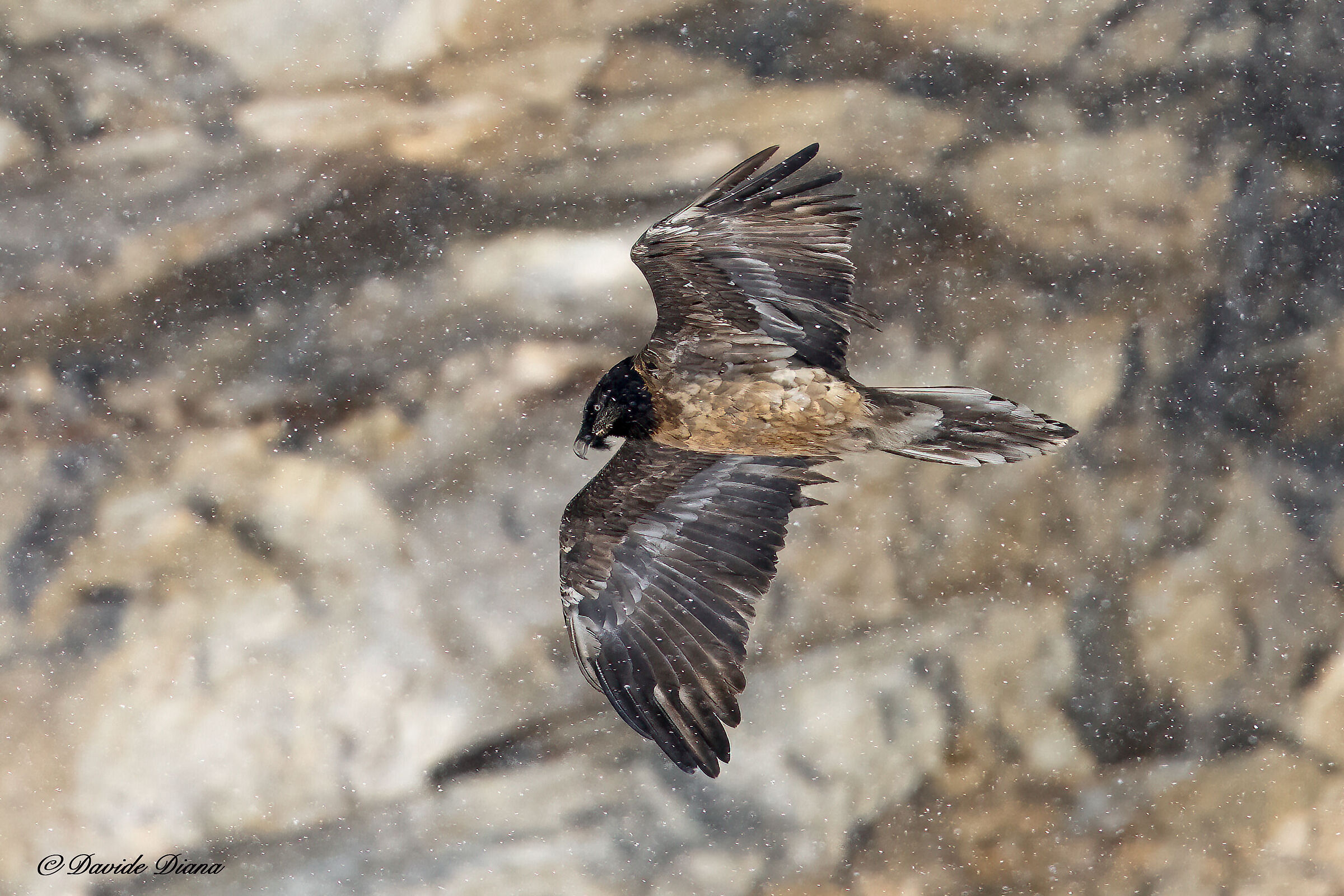 Gypaetus barbatus - Gran Paradiso National Park