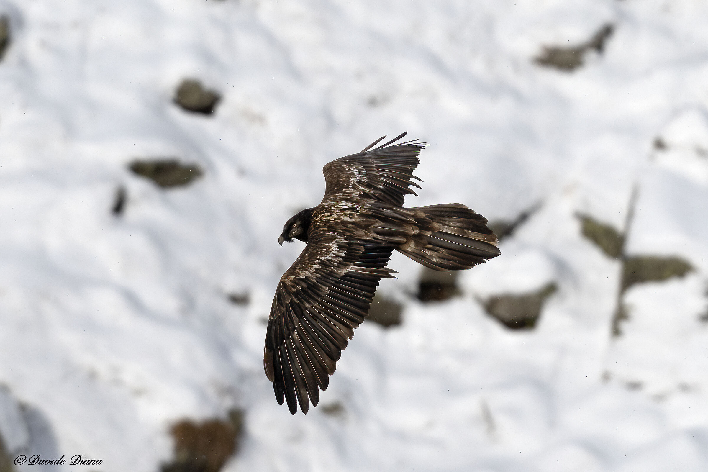 Gypaetus barbatus - Gran Paradiso National Park