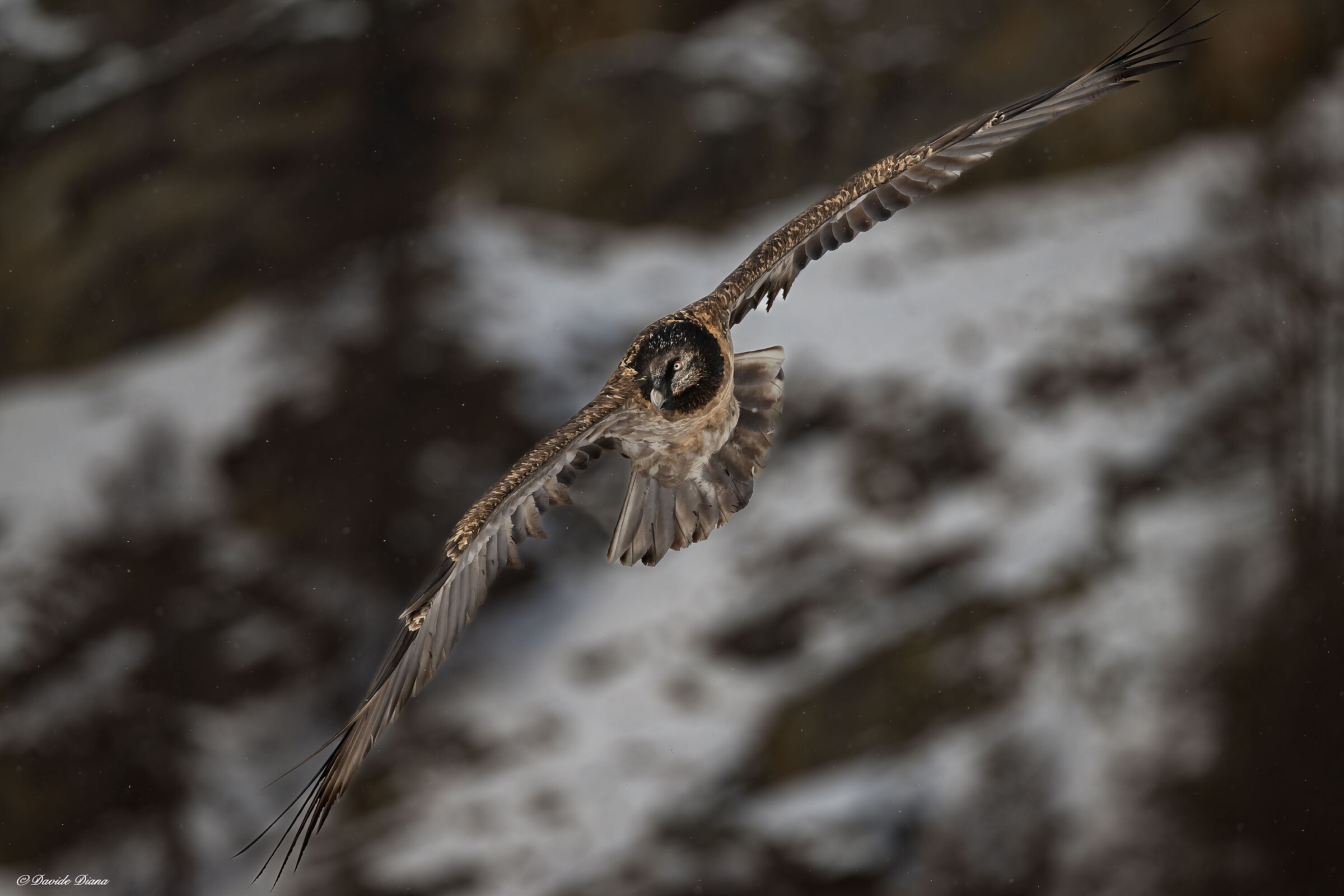 Gypaetus barbatus - Gran Paradiso National Park