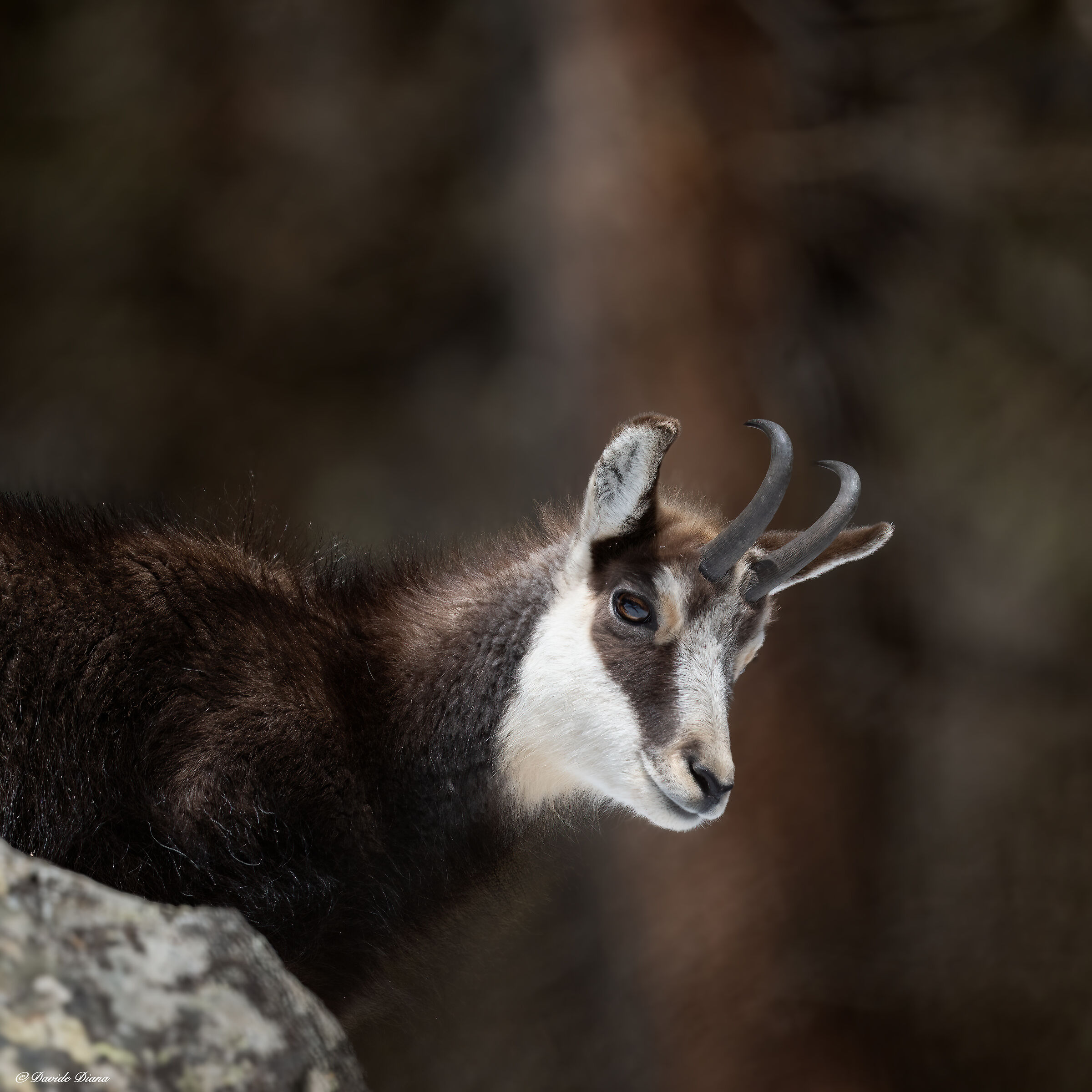 Chamois - Gran Paradiso National Park