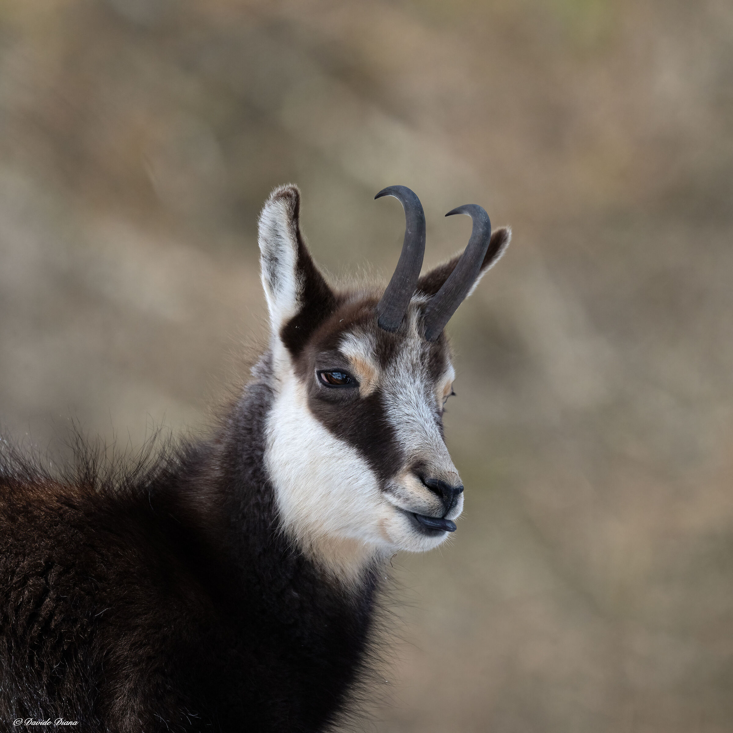 Chamois - Gran Paradiso National Park