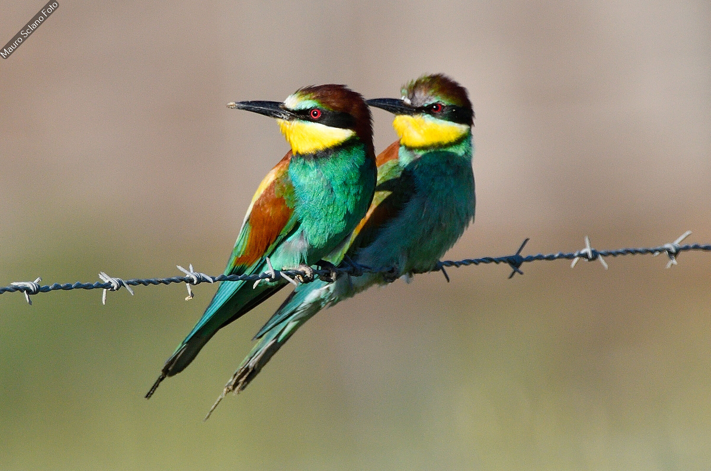 Bee-eaters