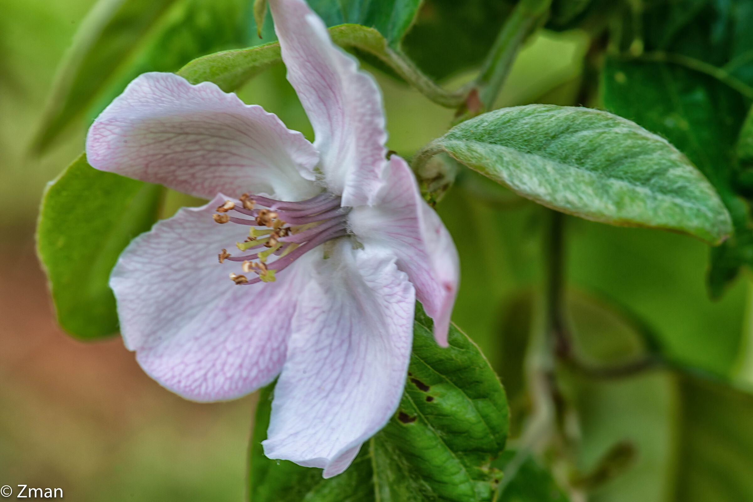 Quince Bloom