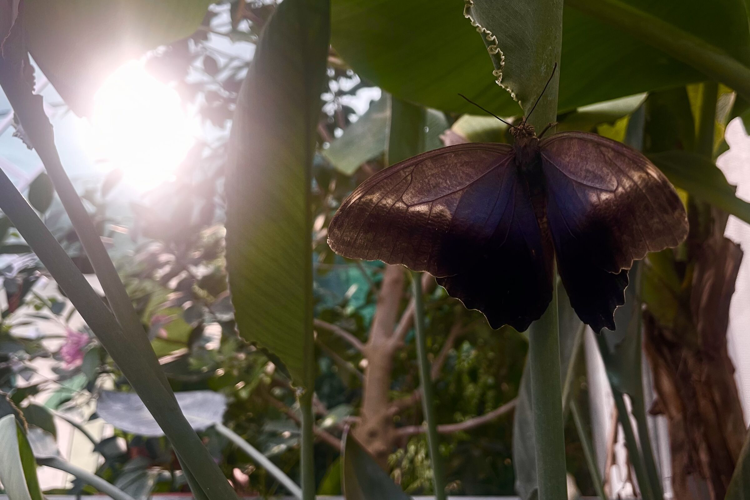 Il giardino delle farfalle