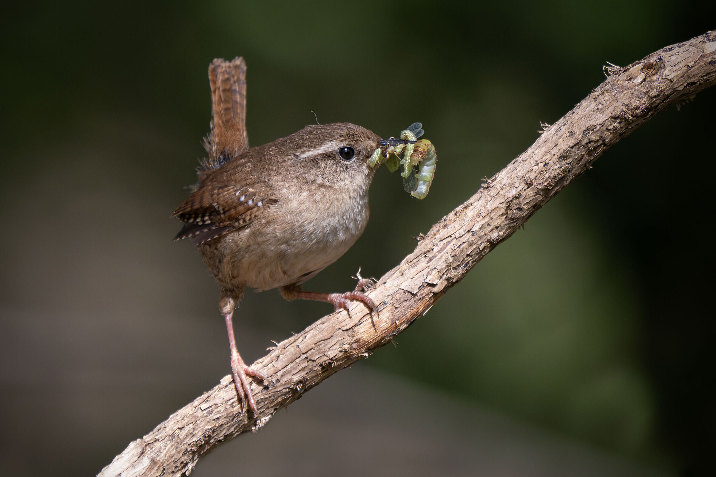 Troglodytes troglodytes