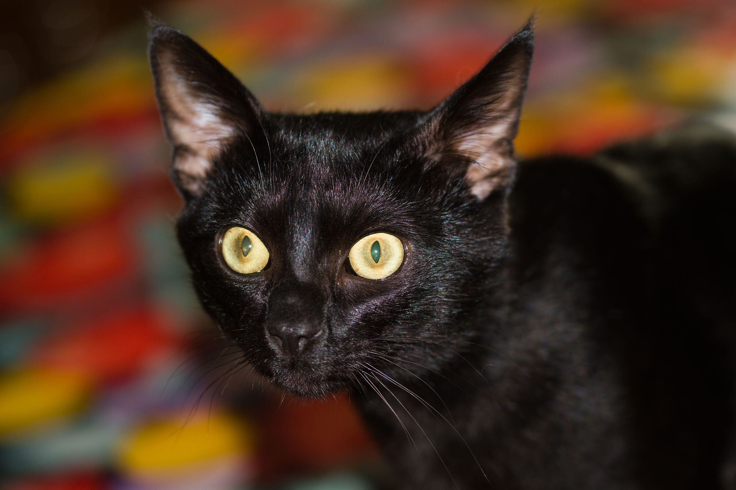 Io sono Sid...il nuovo re di casa!!