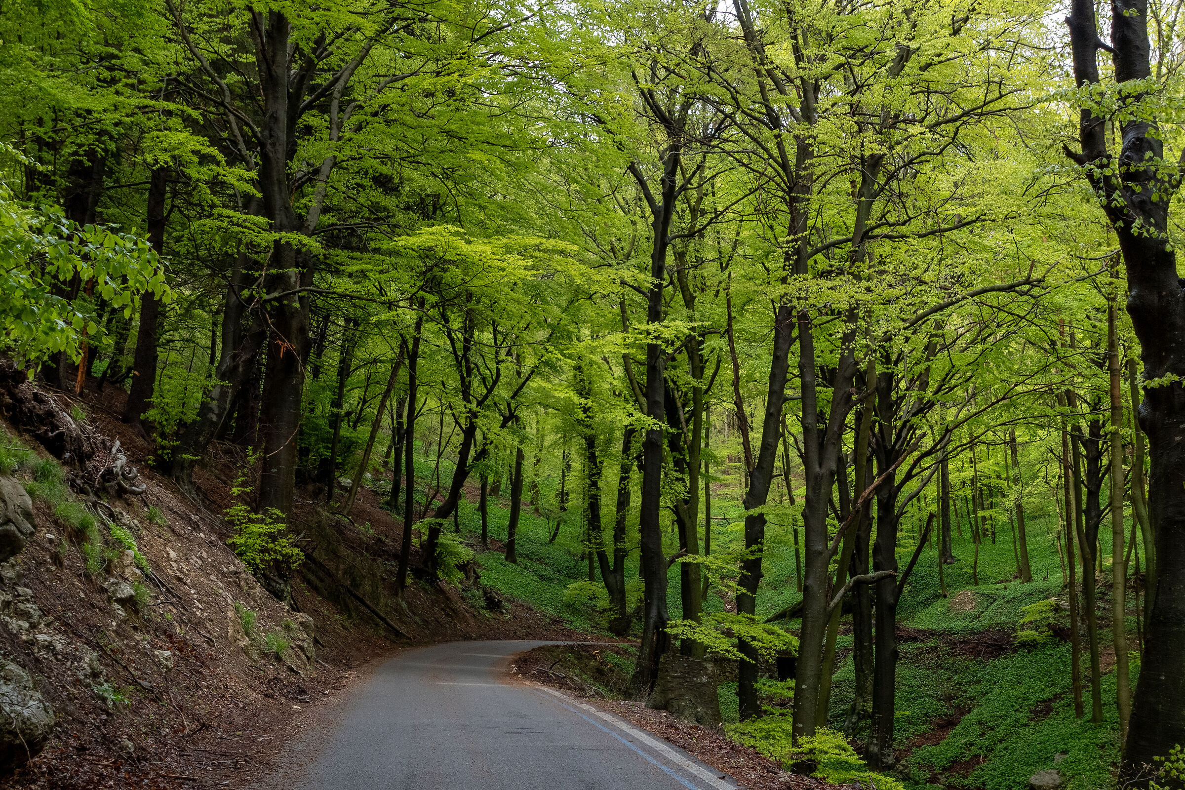 The forest of Campo dei Fiori in Varese
