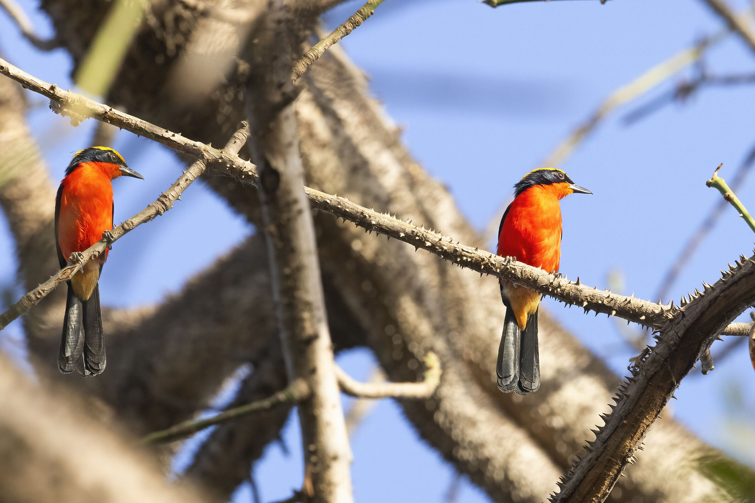 Gonolek corona gialla