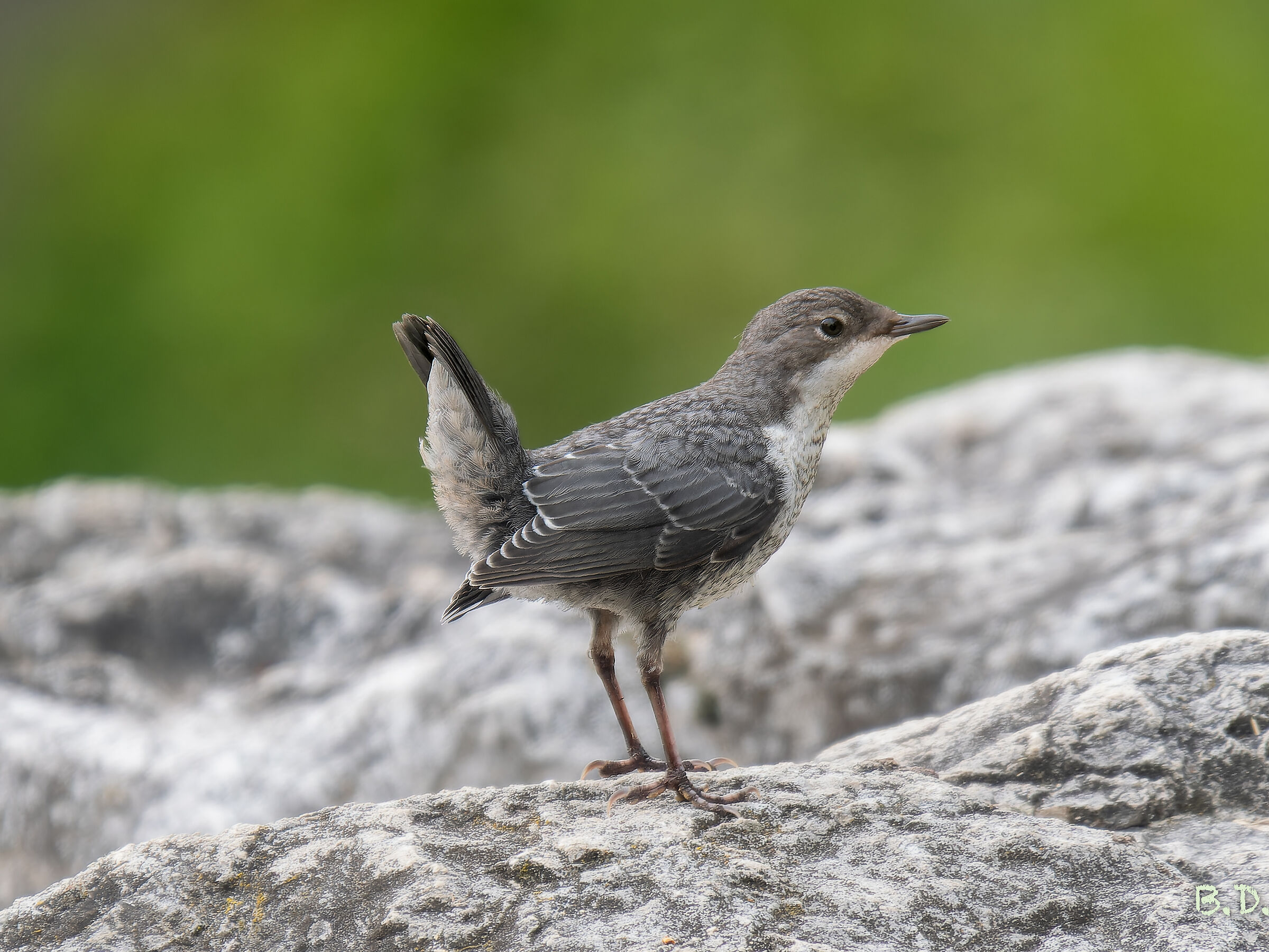 Merlo acquaiolo giovane