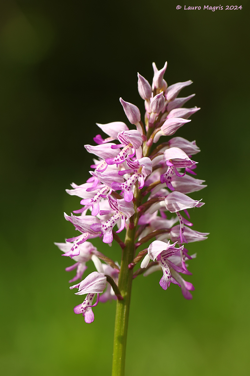 Orchis militaris