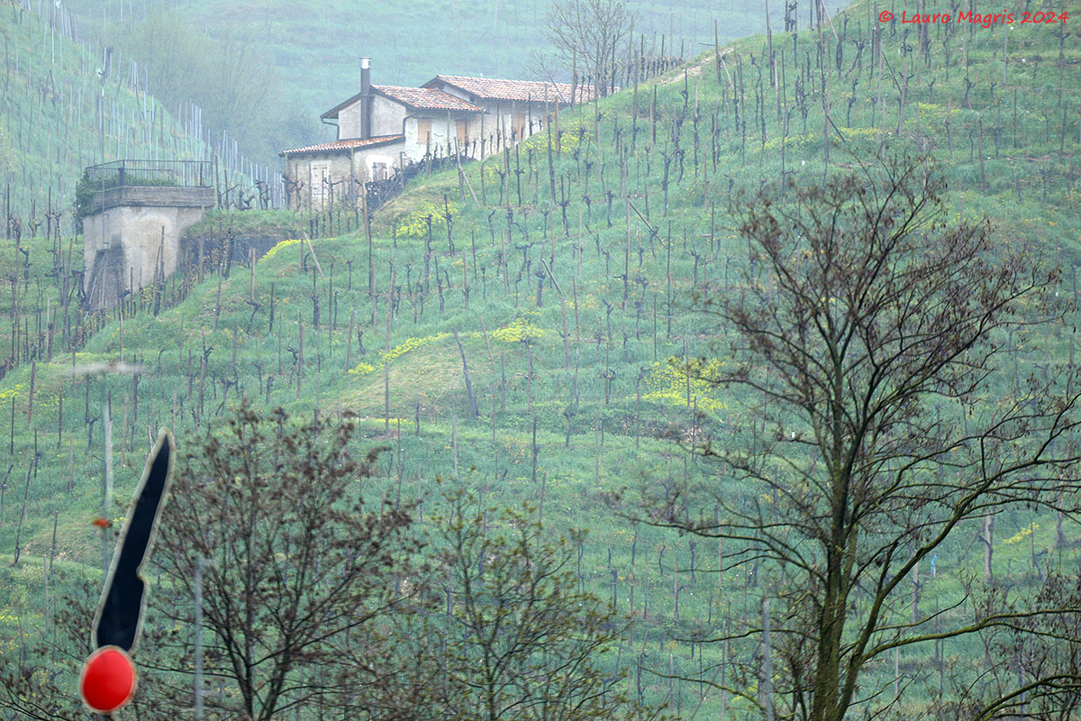Una gloriosa penna tra i vigneti