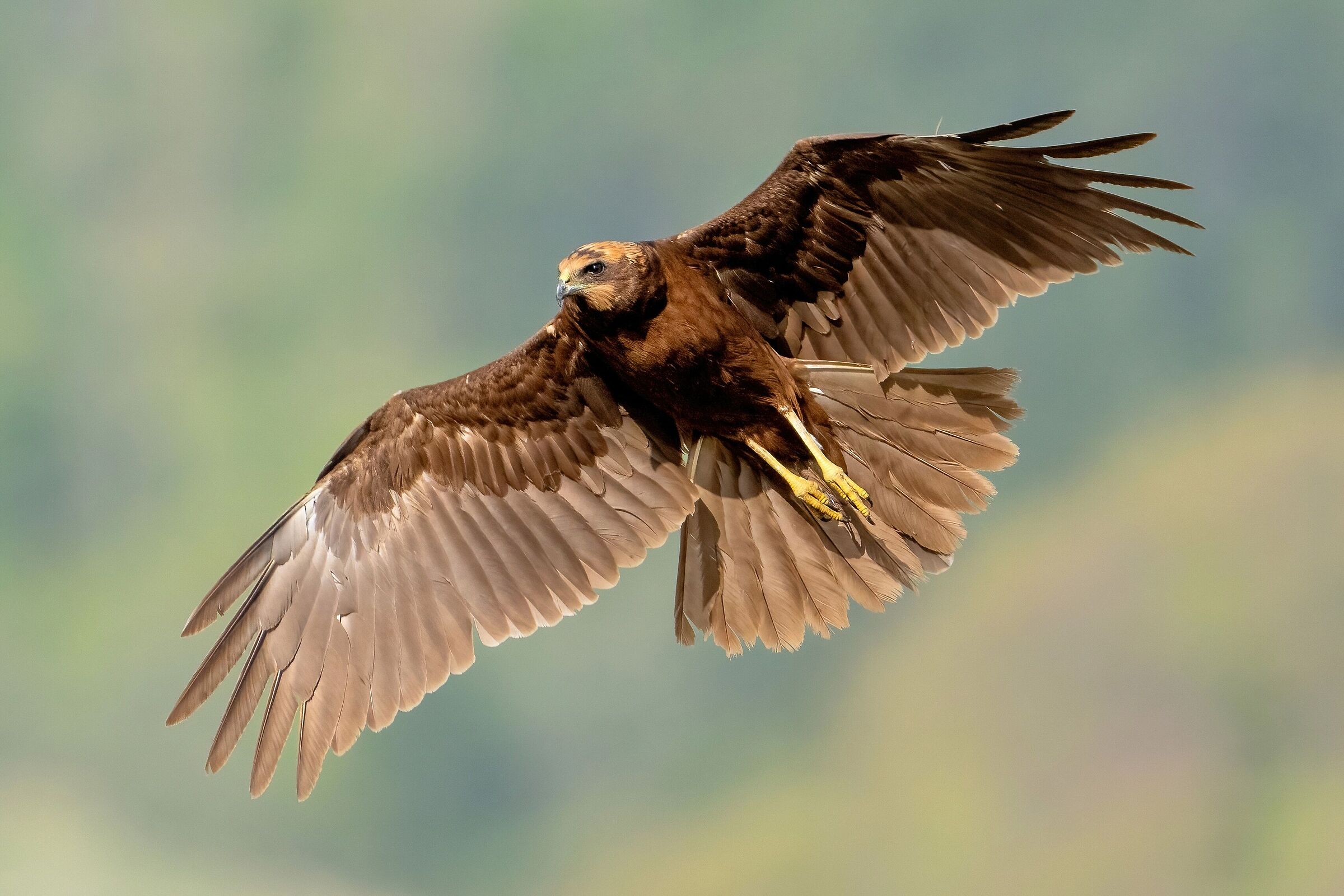 Falco di palude (Circus aeruginosus) femmina