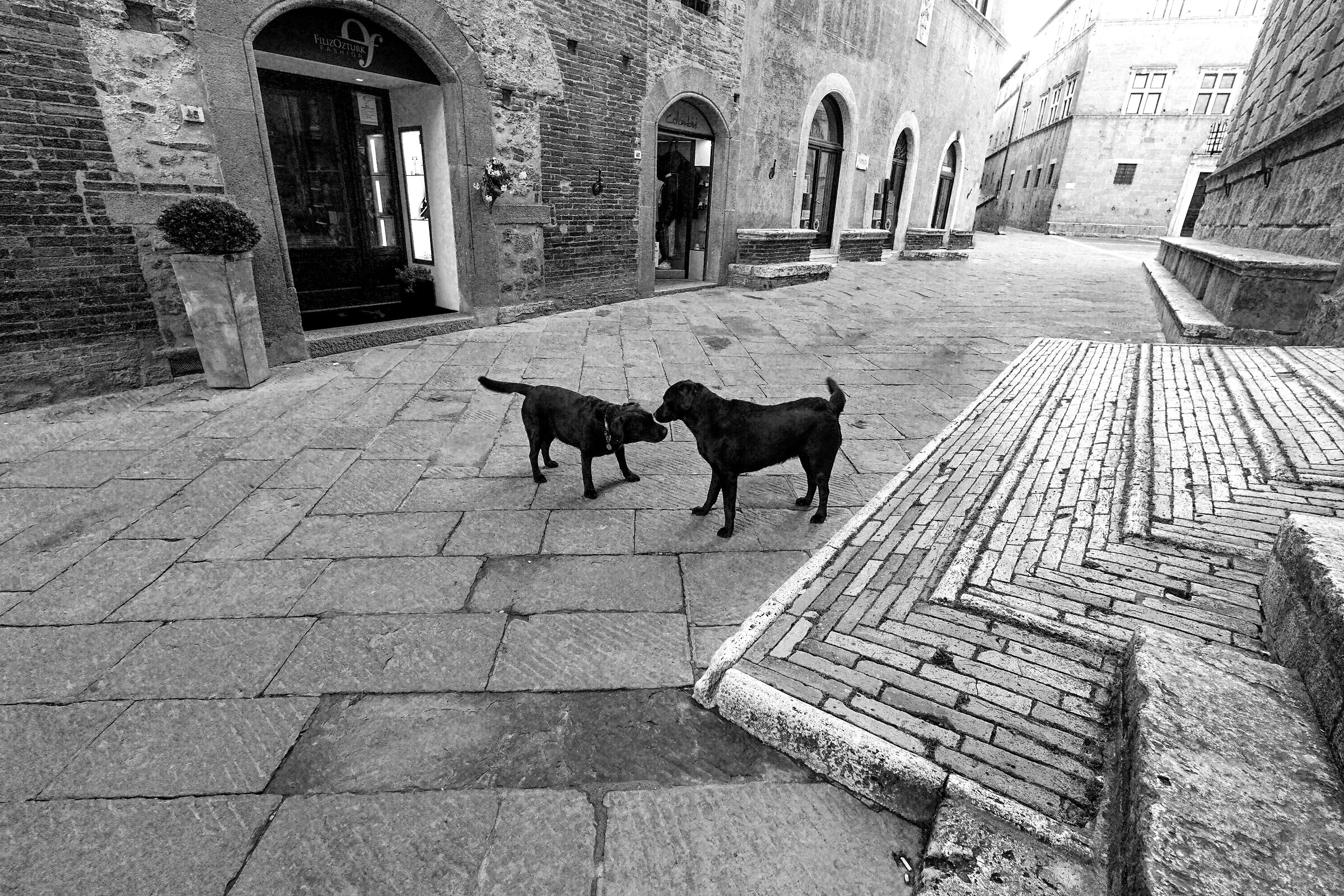 A Pienza non c'era un cane...