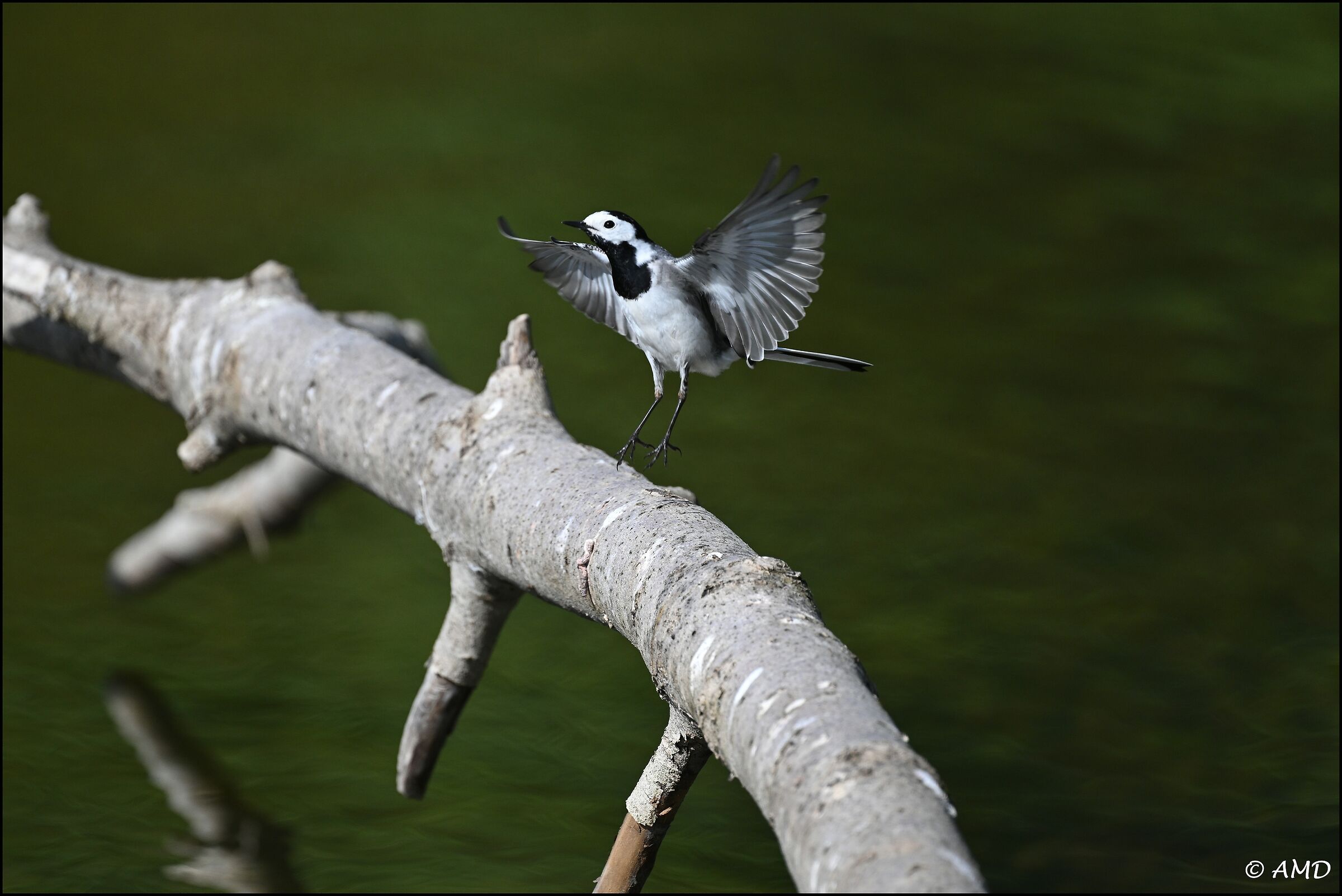 Wagtail