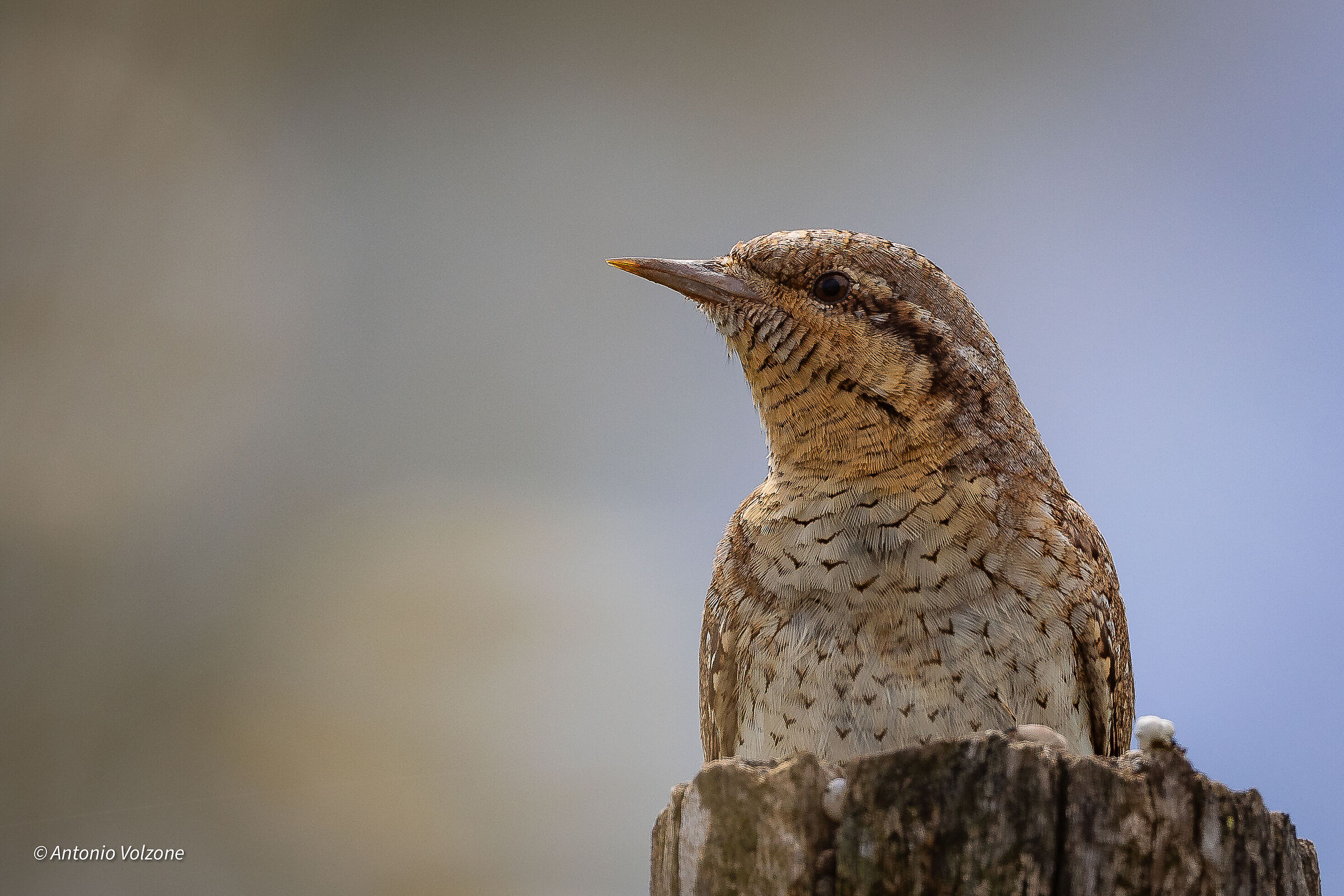 Wryneck