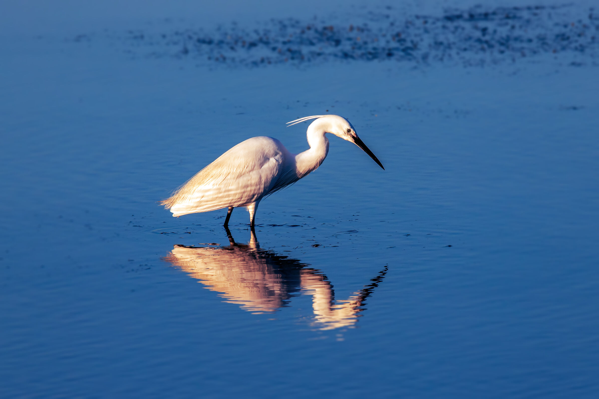 Garzetta al tramonto