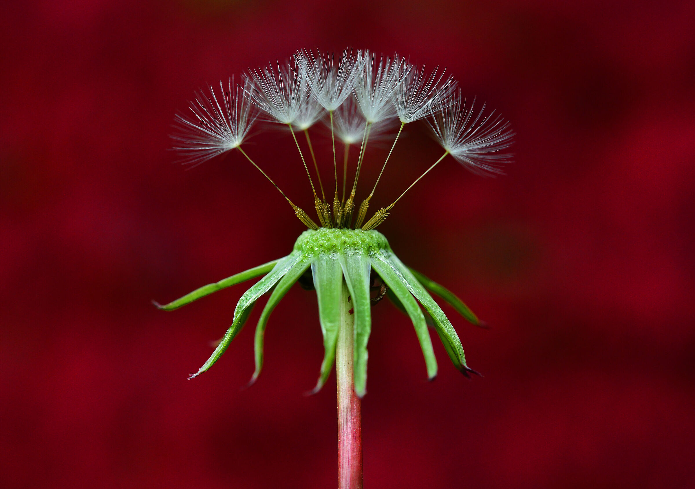 The King of Dandelions