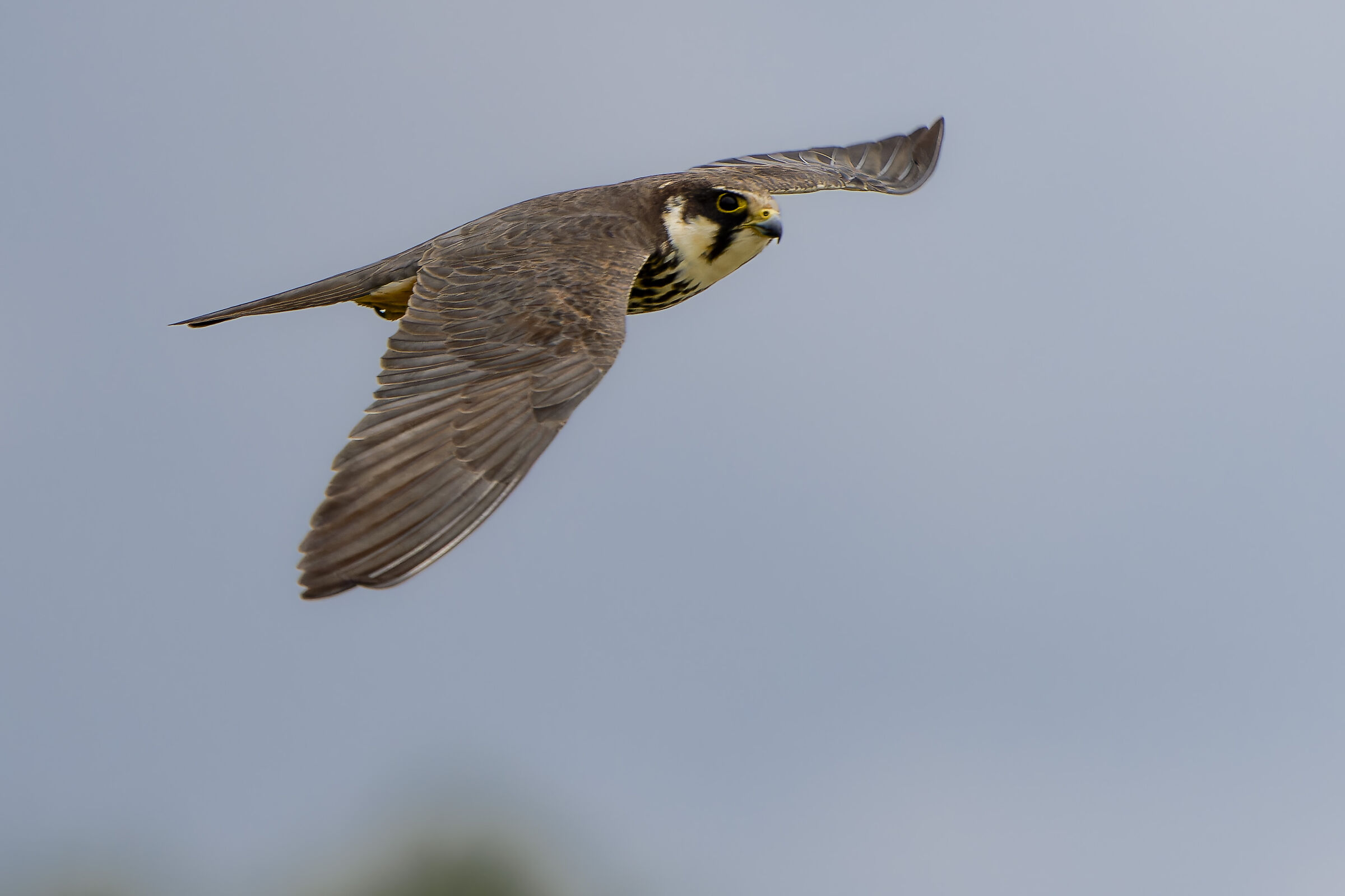 "A tutta birra" Falco Lodolaio