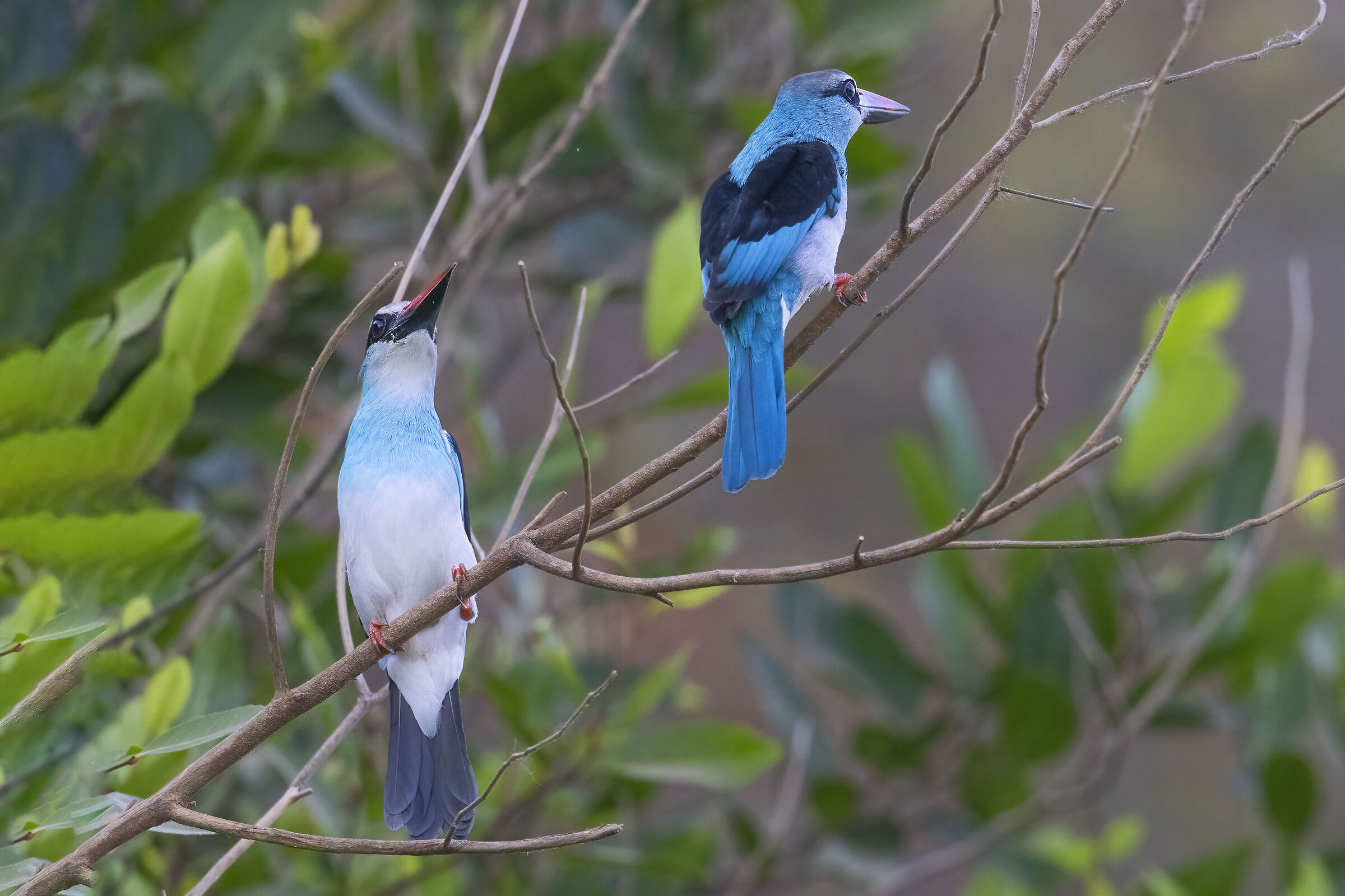 Martin pescatore pettoazzurro
