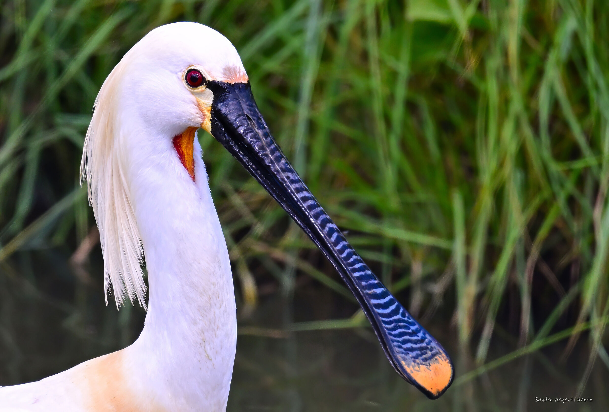 La Natura mi ha fatto davvero strana…