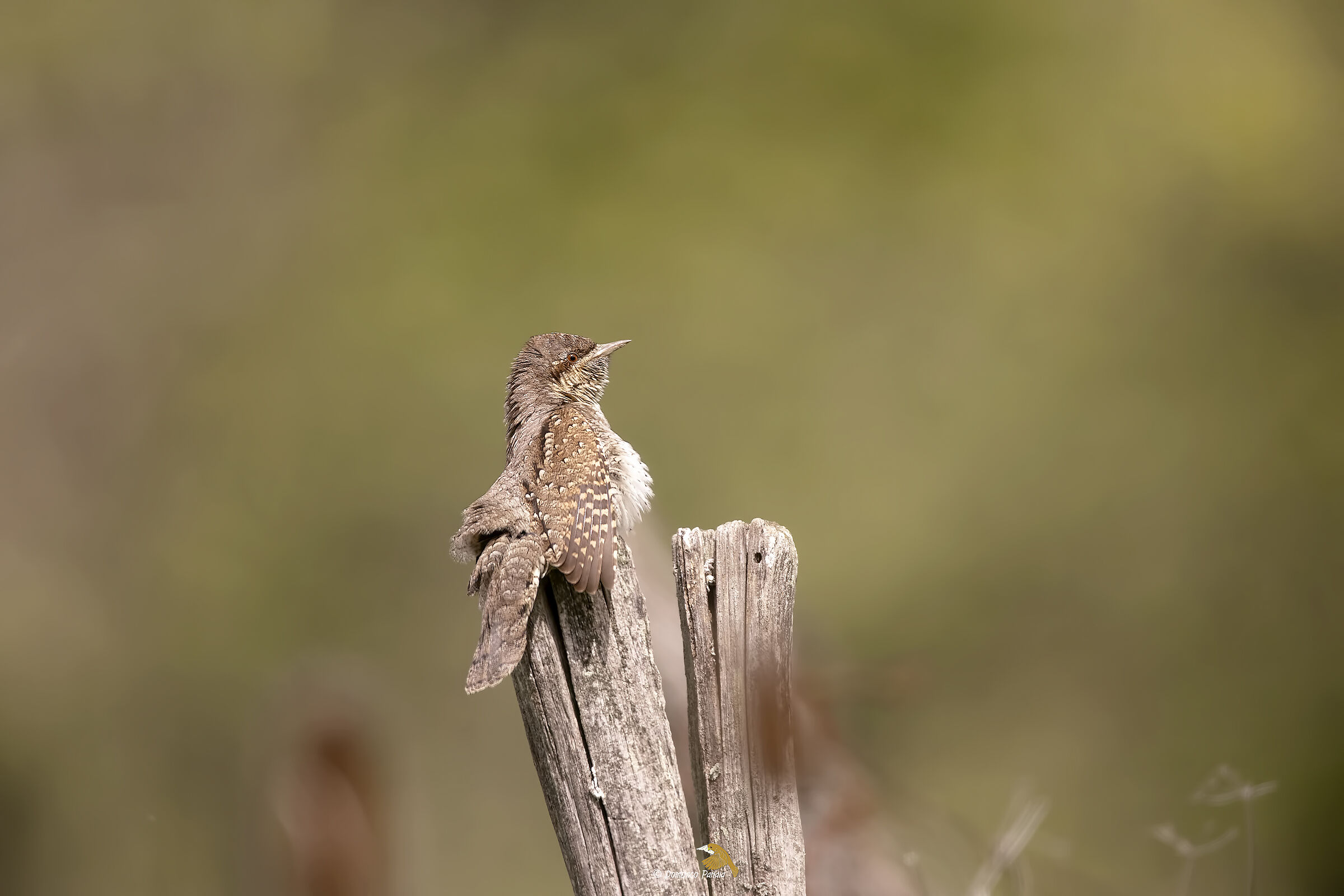 torcicollo