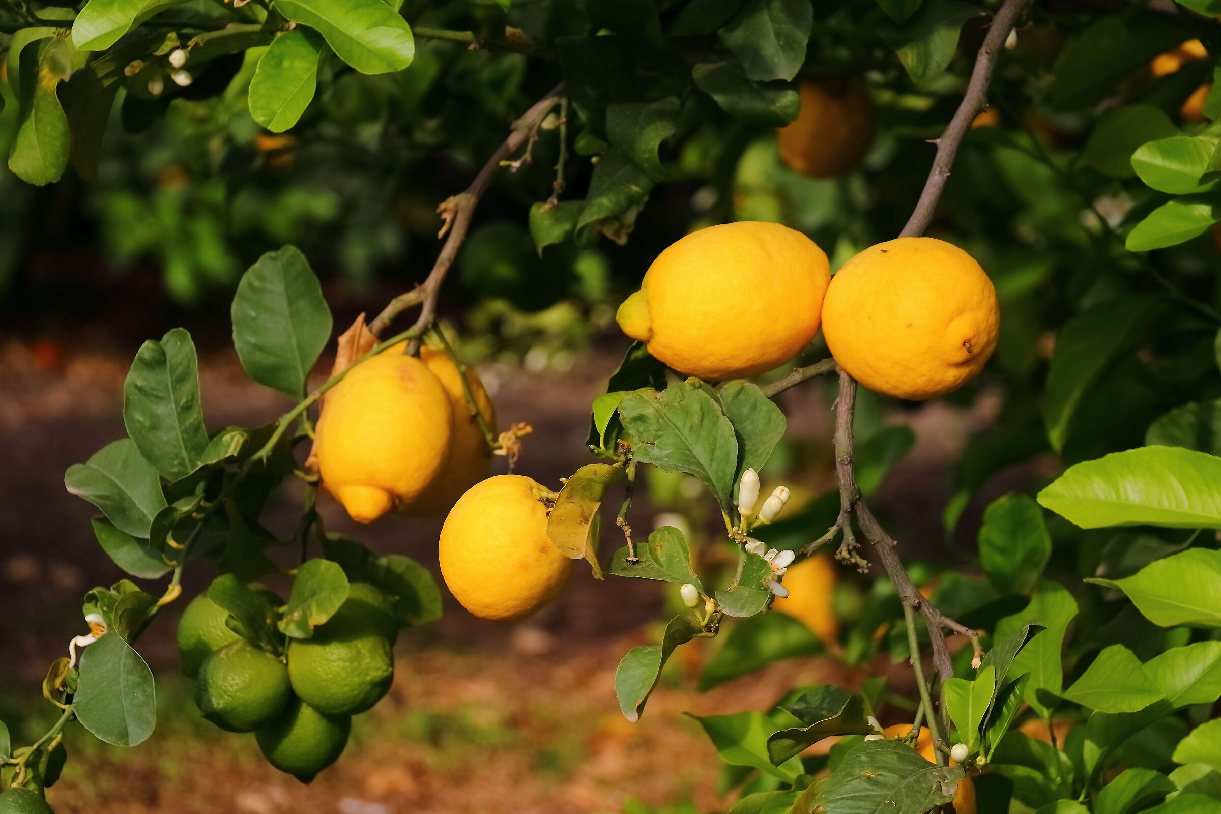 Giarre 15-04-2024 - 0137