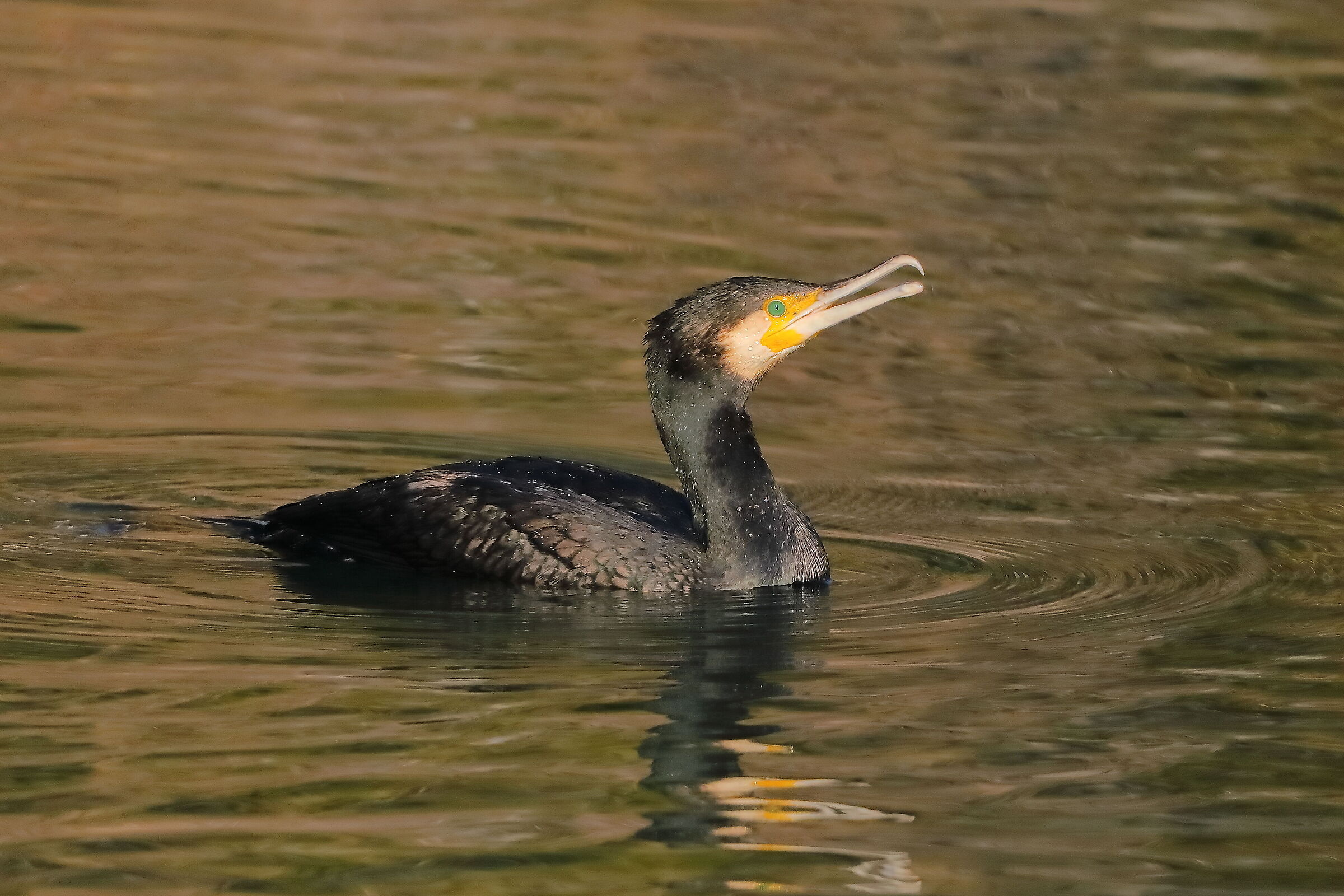Cormorant 13 February 2024 - 0178