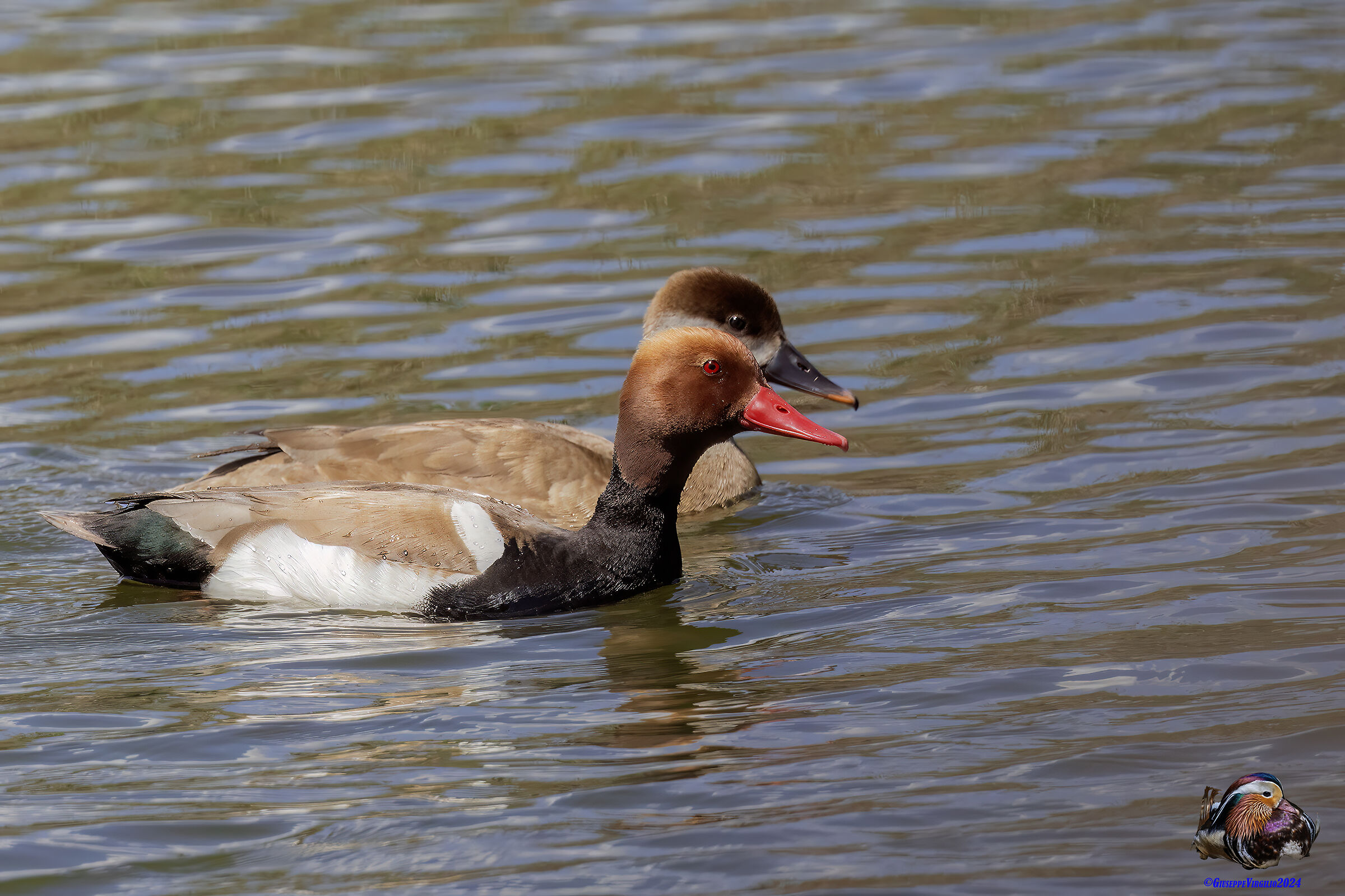Turkish Pochard (SARdegna 2024)